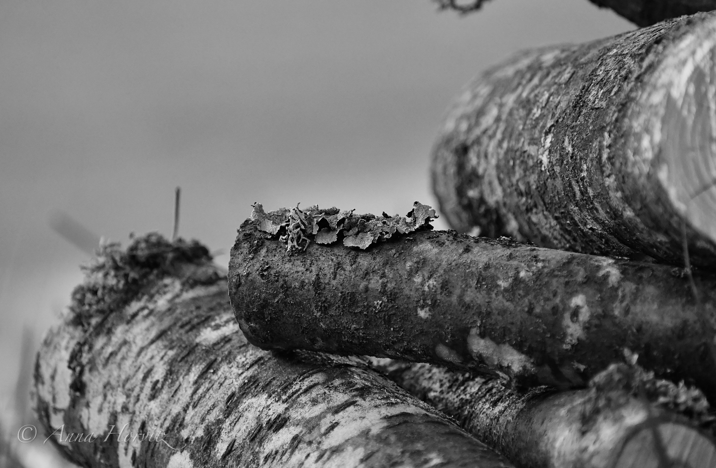 DSC_3321.jpg