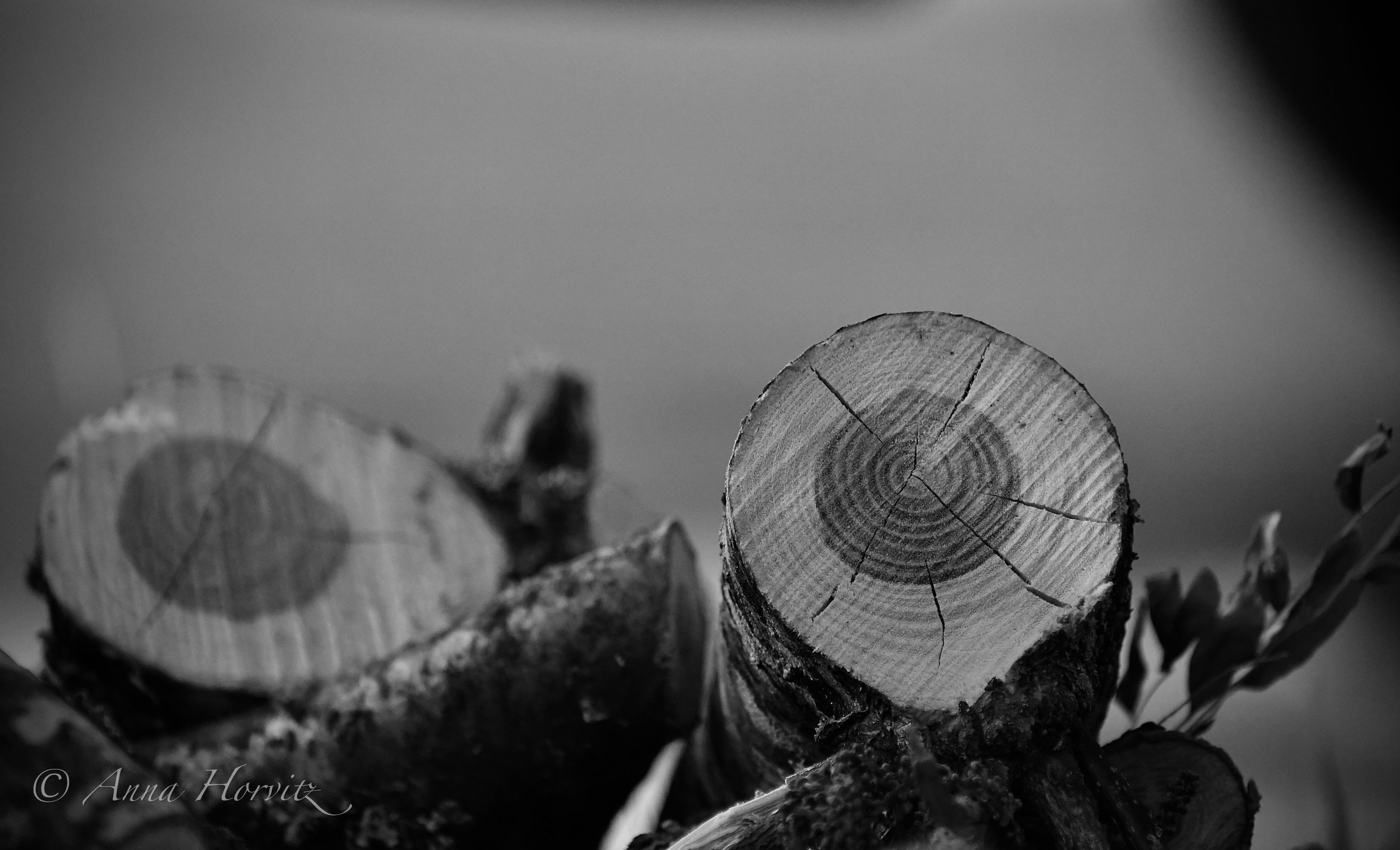 DSC_3316.jpg