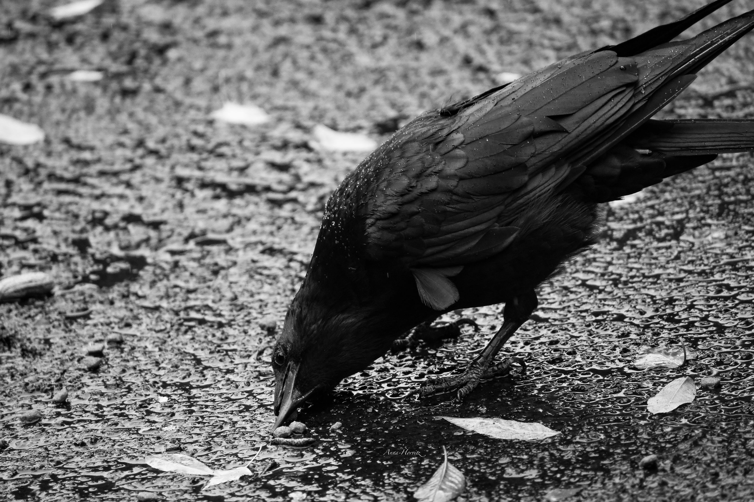 DSC_7634.JPG