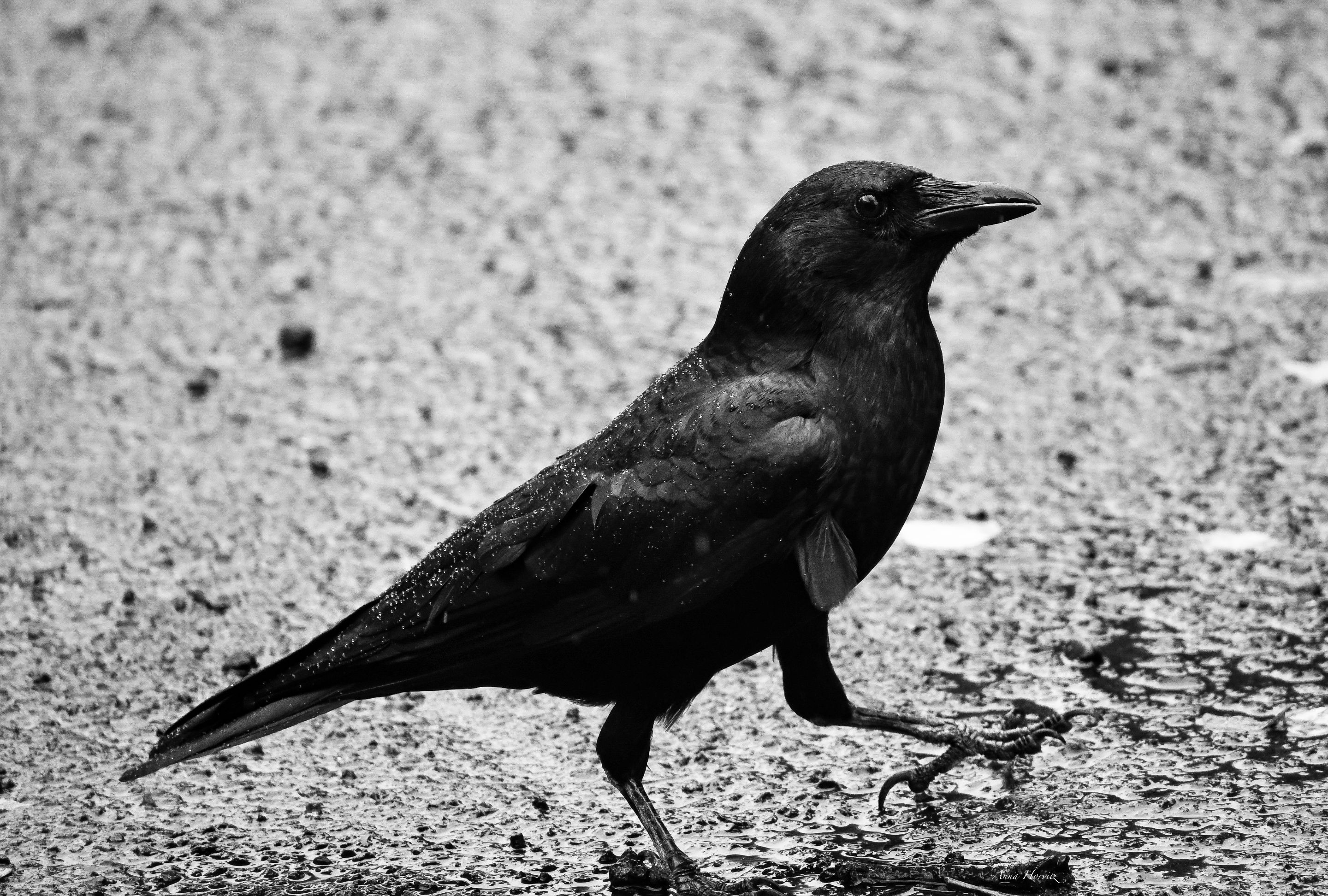 DSC_7652.JPG