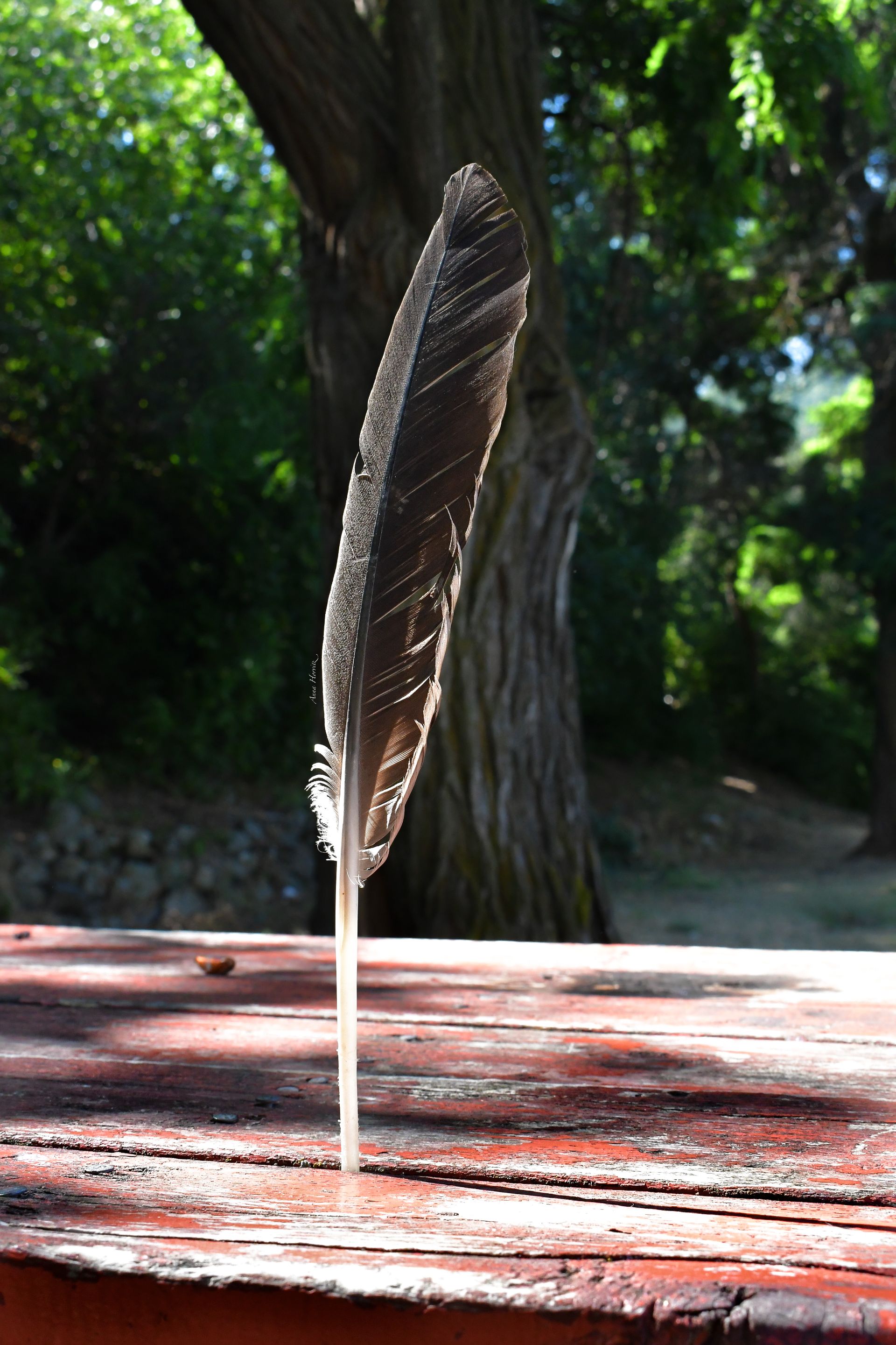 DSC_2229.JPG