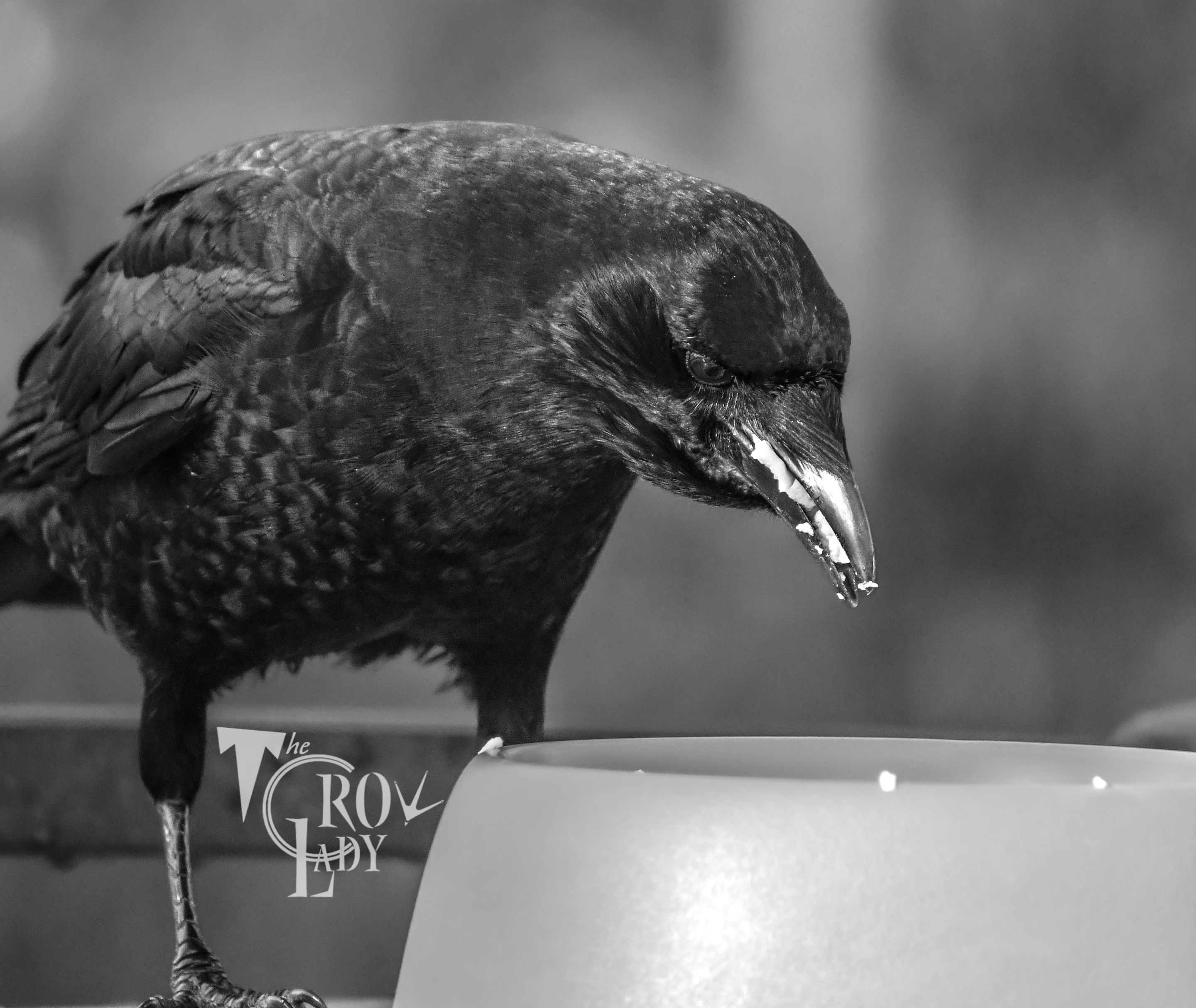 DSC_8447.JPG