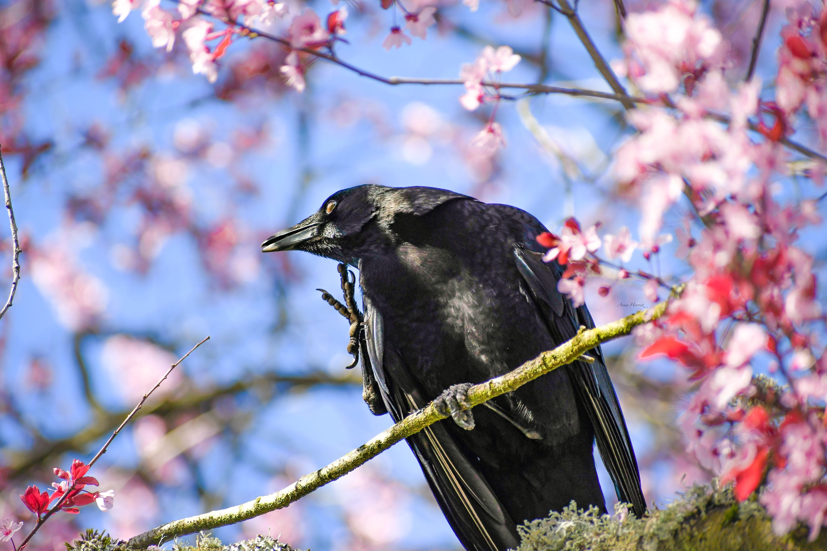 DSC_9390.JPG