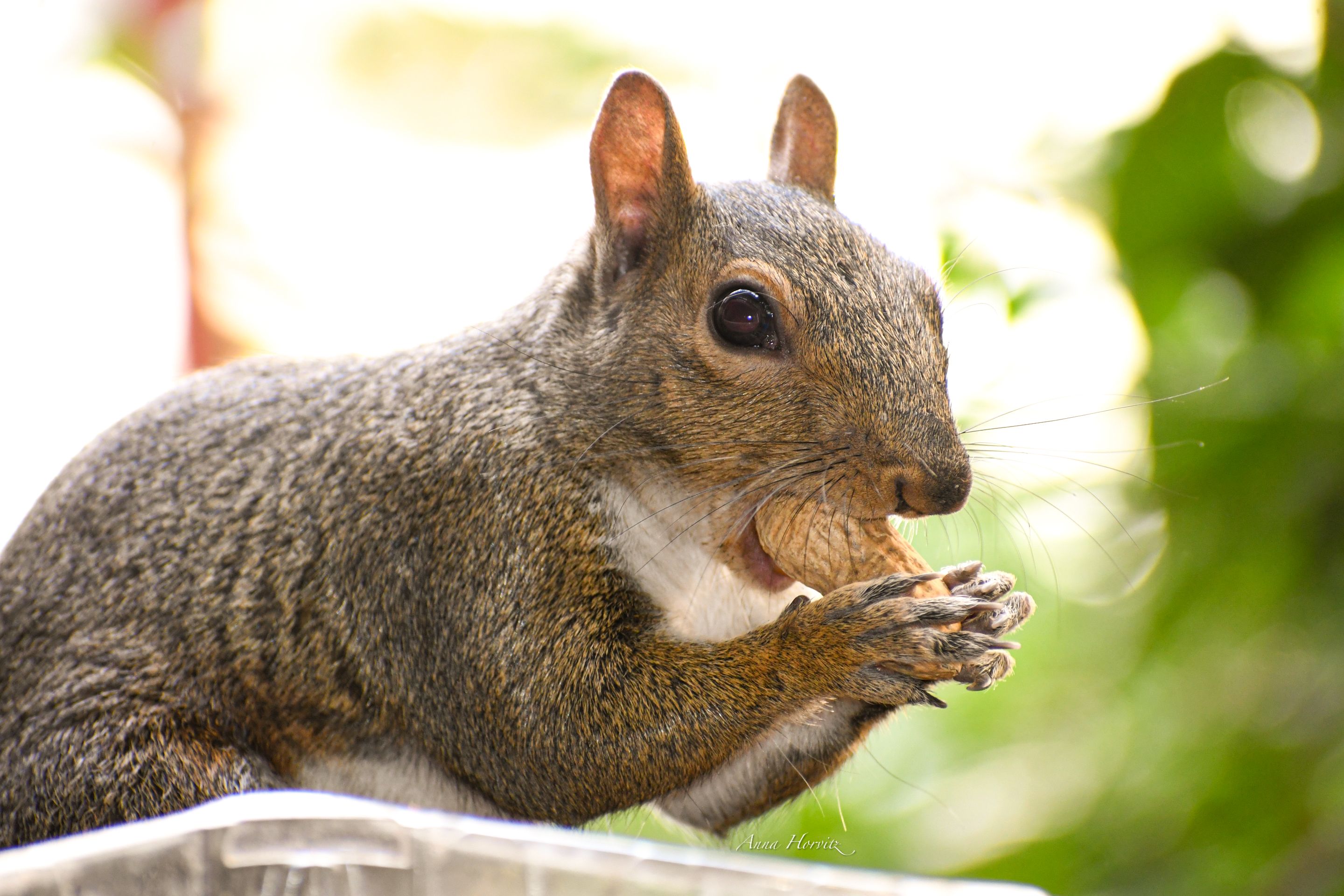 DSC_4355.JPG