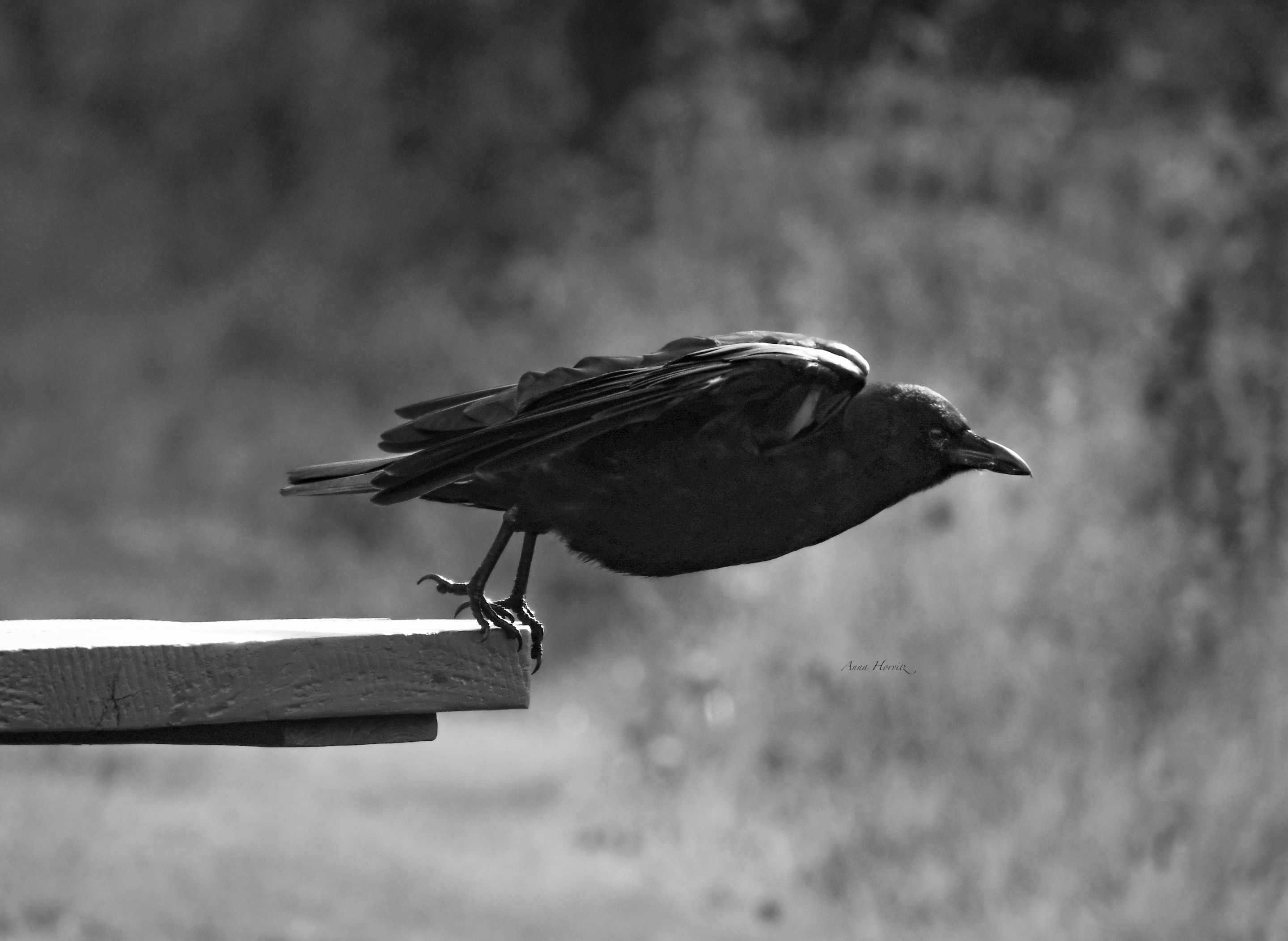 DSC_0448.JPG