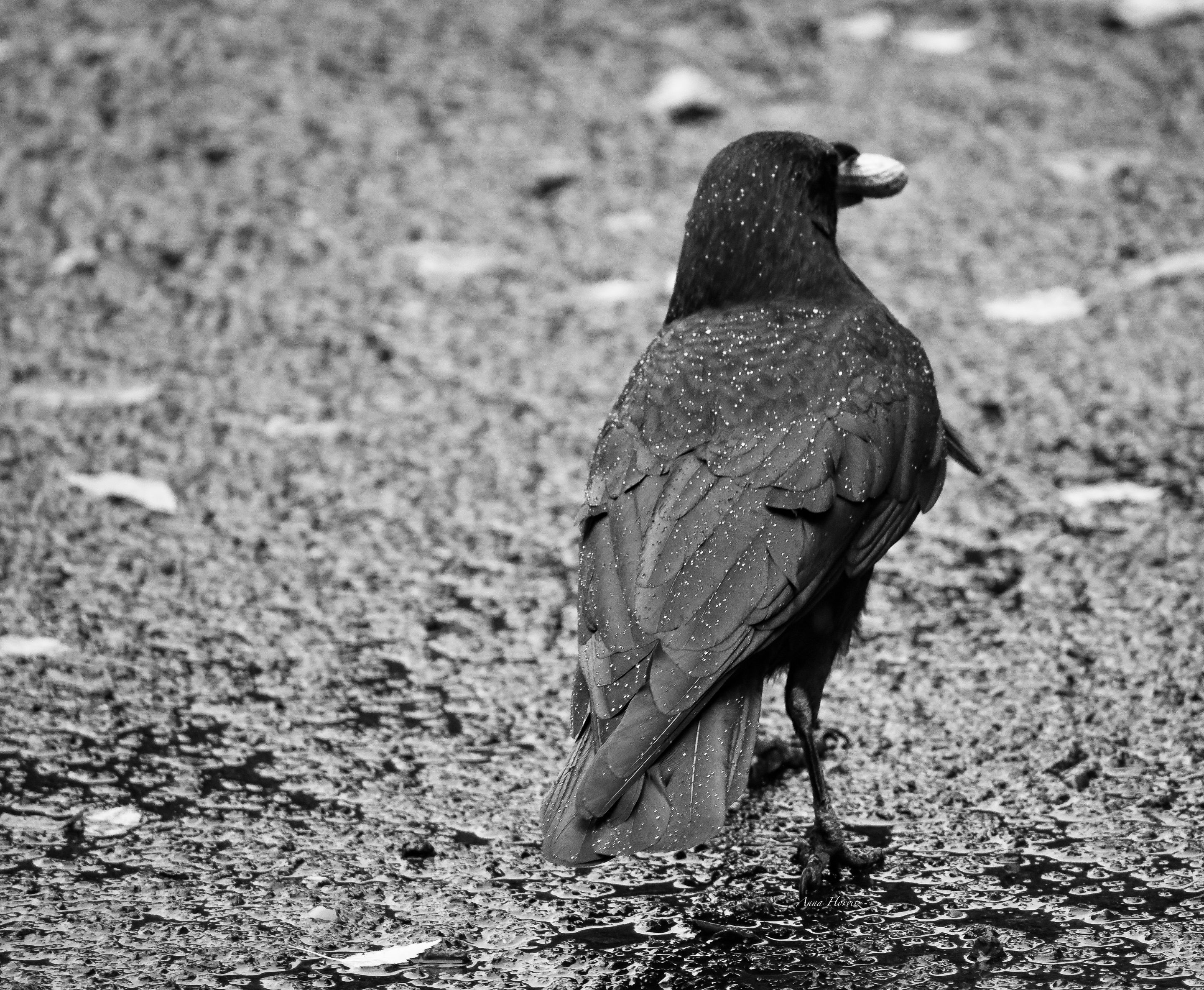 DSC_7672.JPG