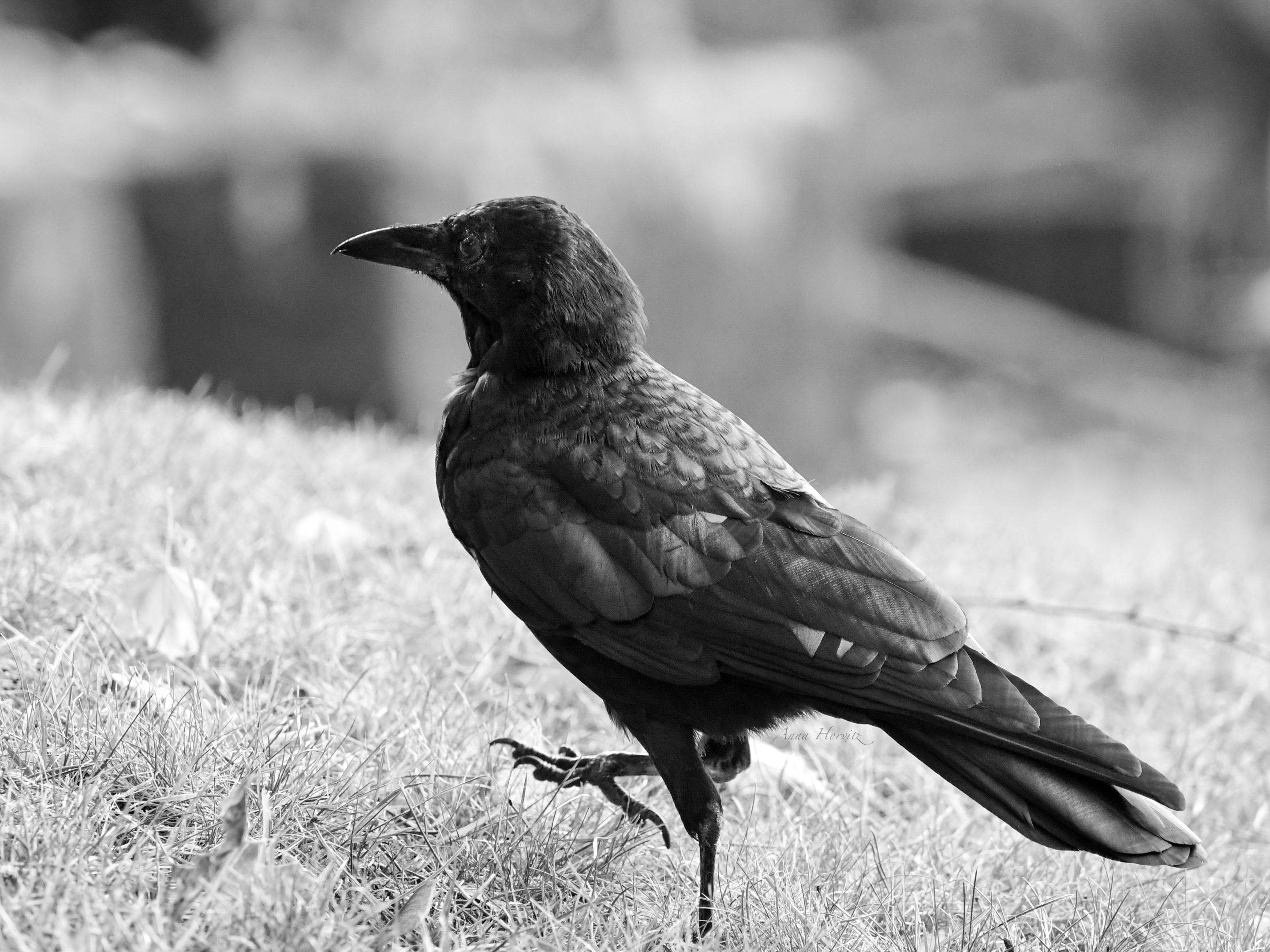 DSC_6588.JPG