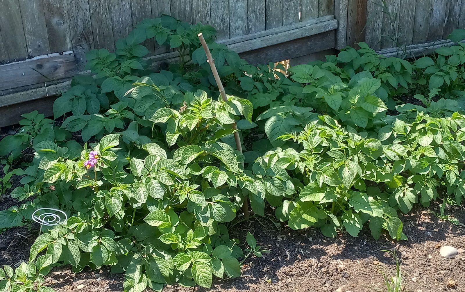 CT0330-PotatoPatch.jpg