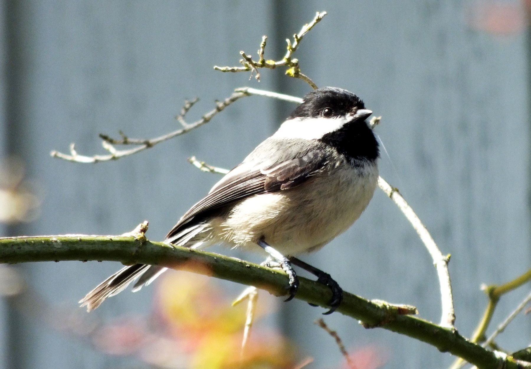 CT0355-Chicadee1.jpg