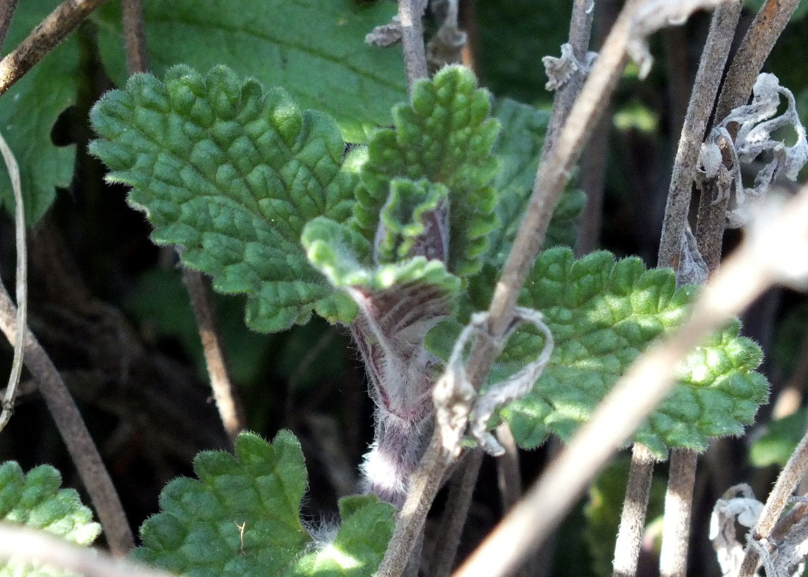 CT0350-Catmint2.JPG