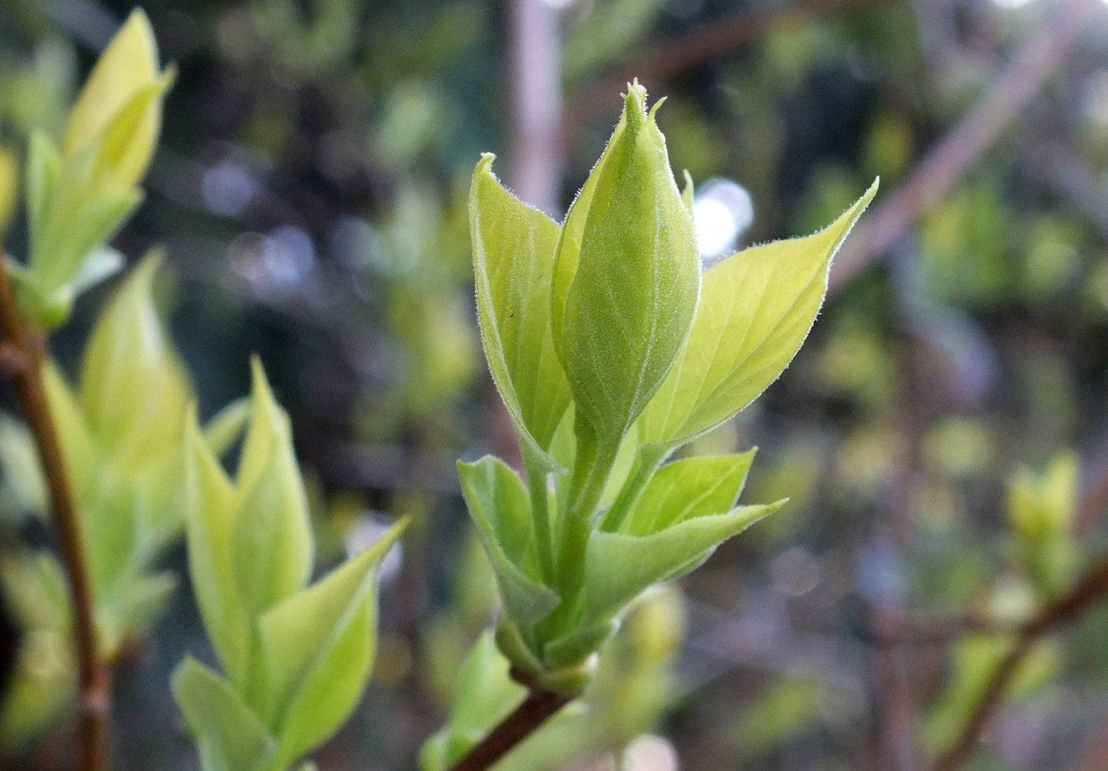 CT0350-LilacShoots.JPG