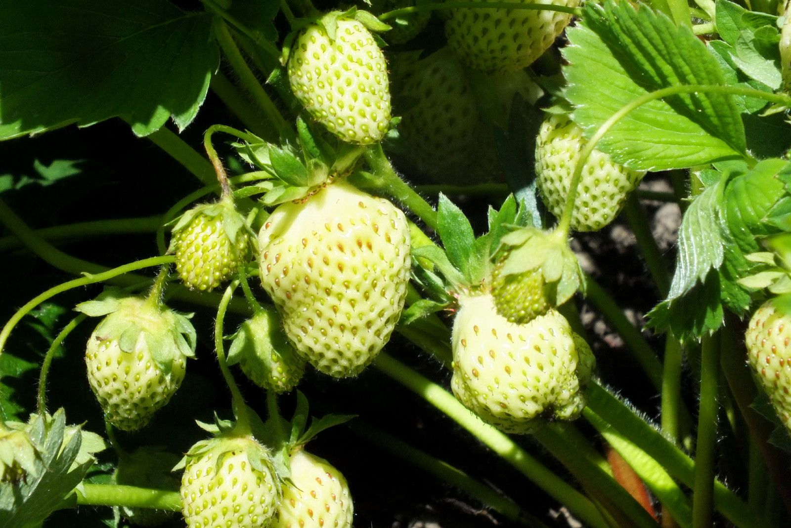 CT0353-Strawbs2.jpg