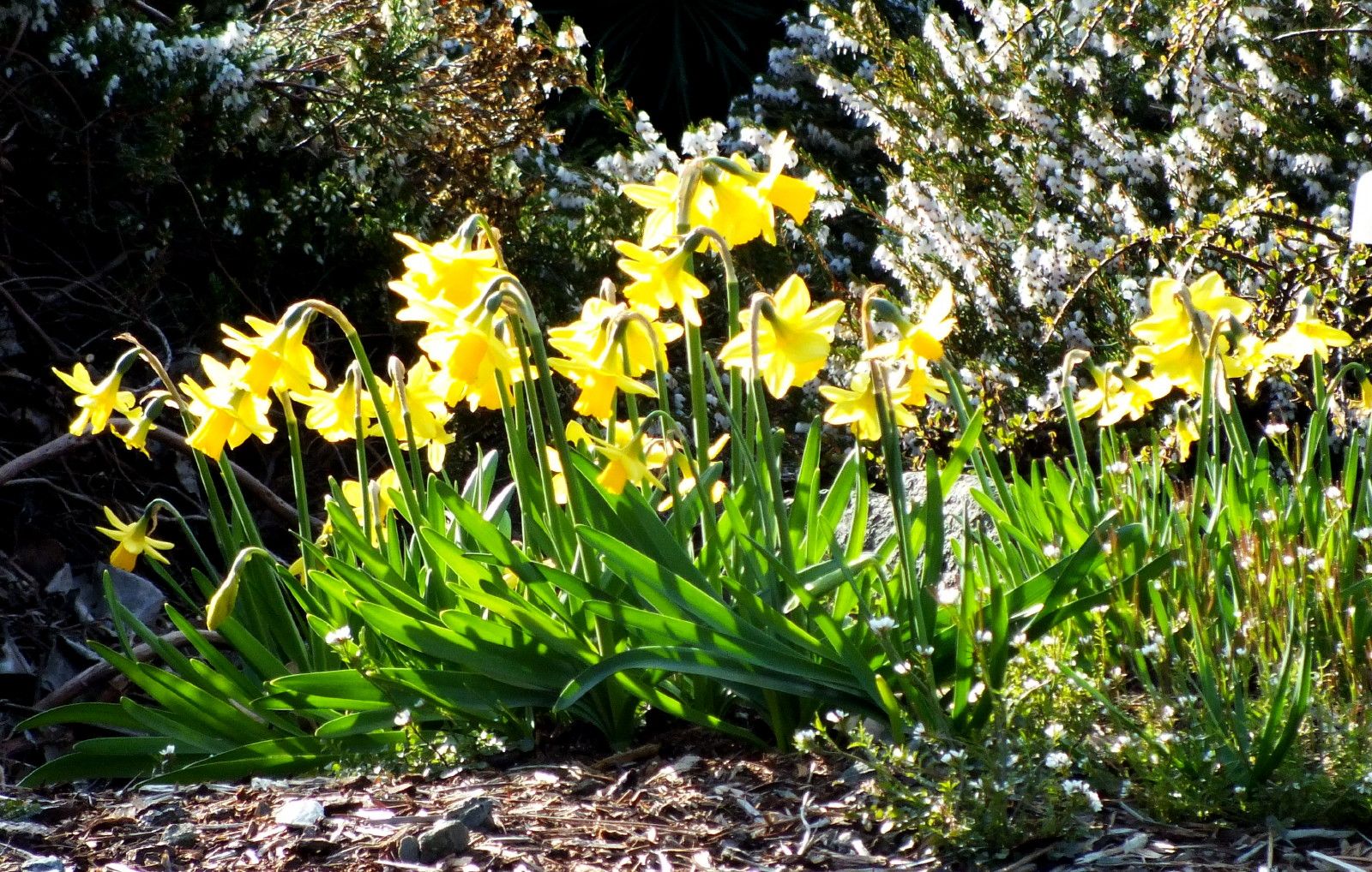 CT0350-Daffodils.JPG