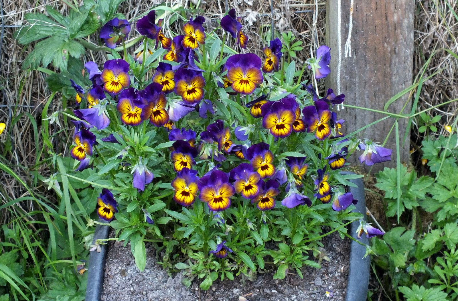 CT0330-Pansies.JPG