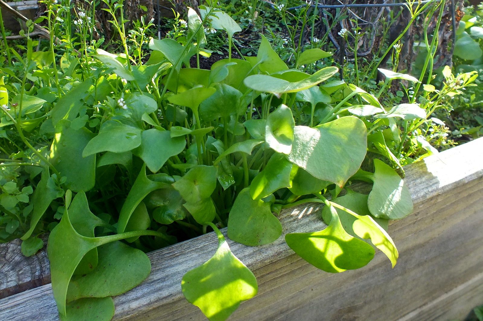 CT0350-MinersLettuce.JPG