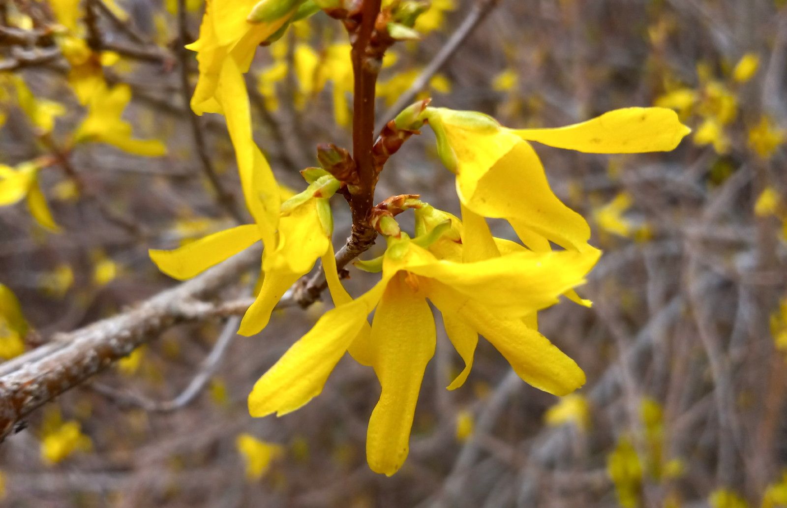 CT0350-Forsythia.JPG