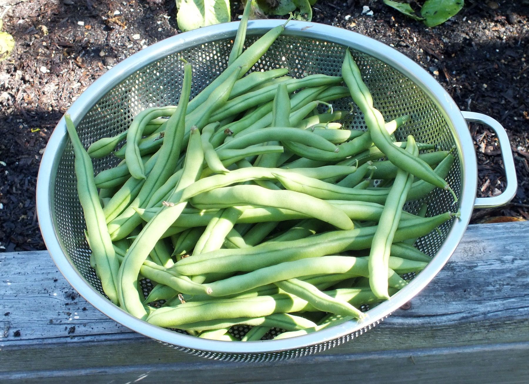 CT0356-Beans.jpg