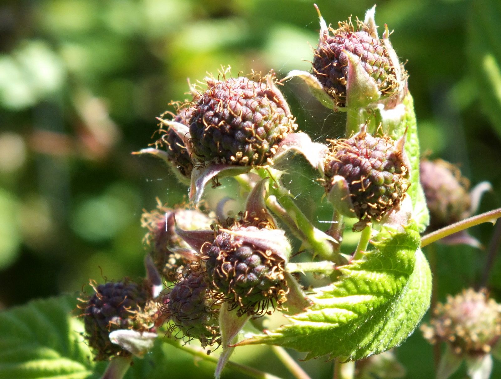 CT0353-Raspberries.jpg