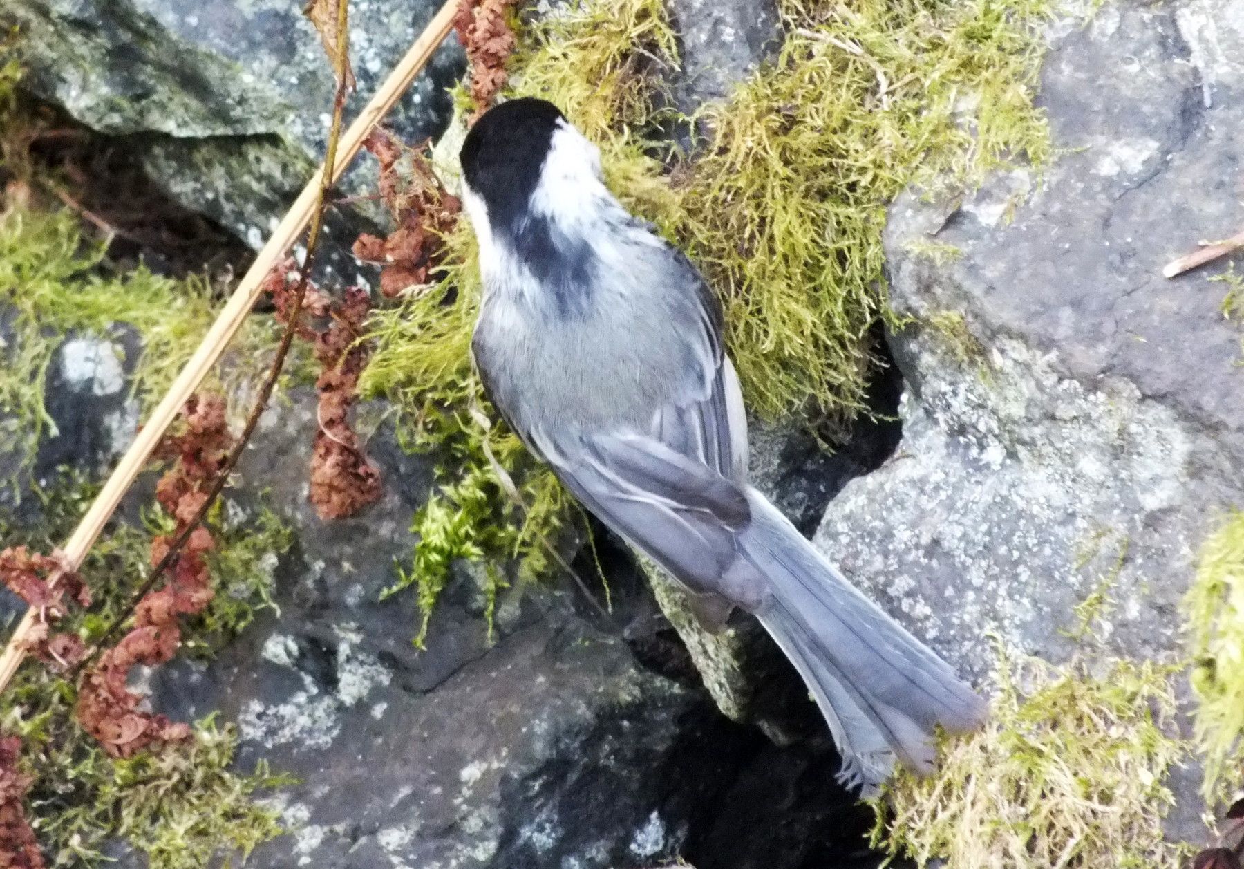 CT0355-Chicadee4.jpg