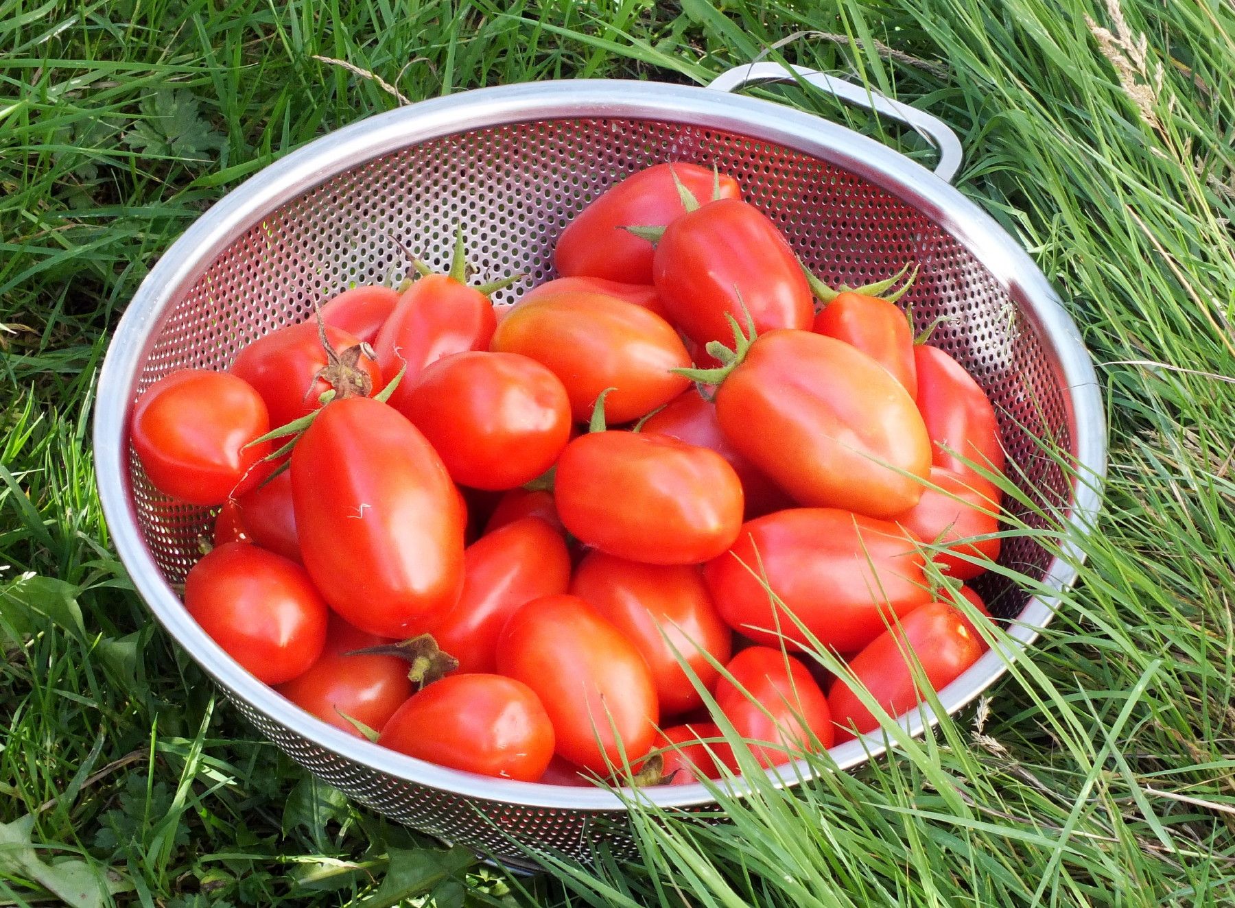 CT0356-Tomatoes2.jpg