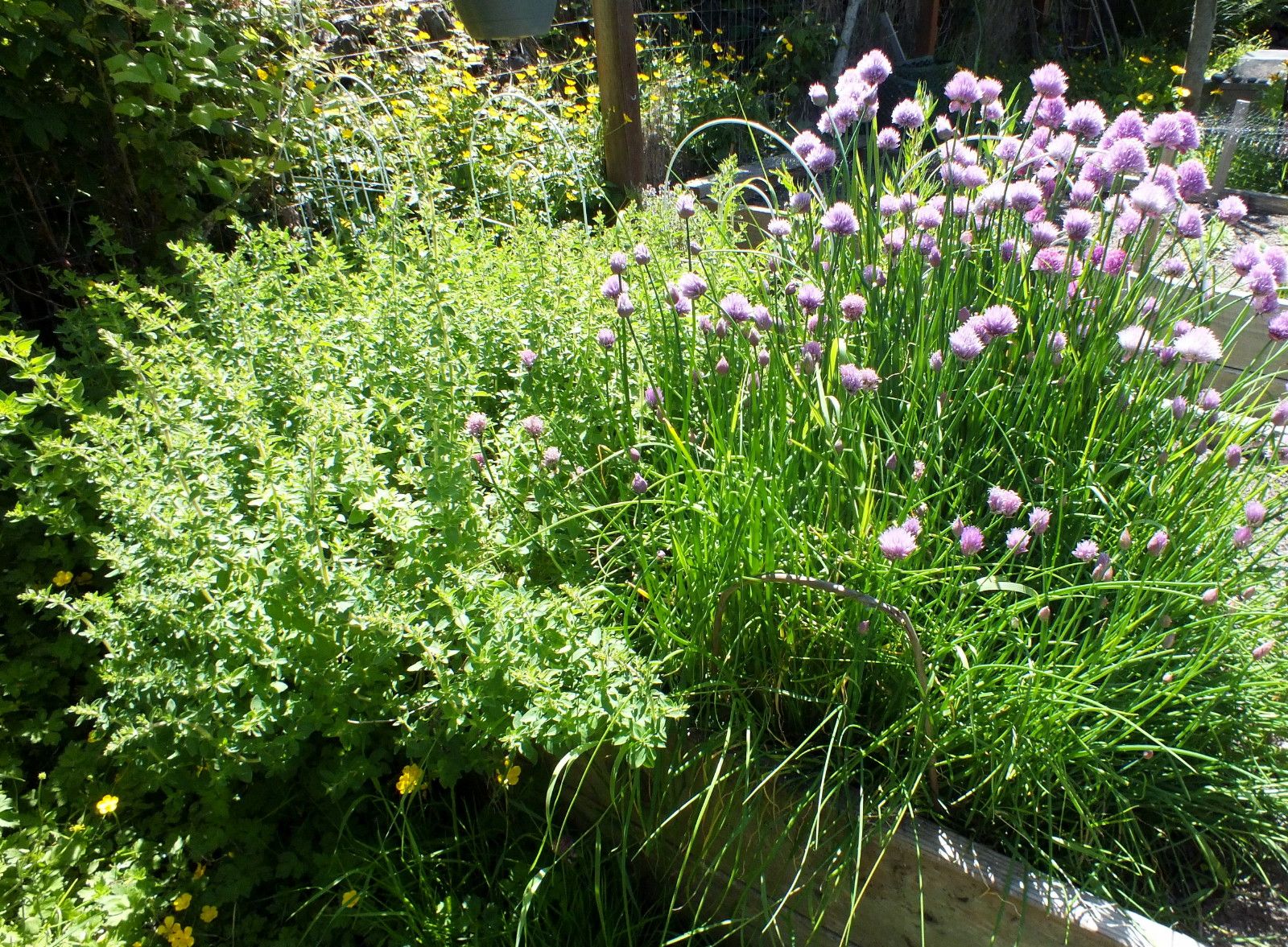 CT0356-Herbs.jpg
