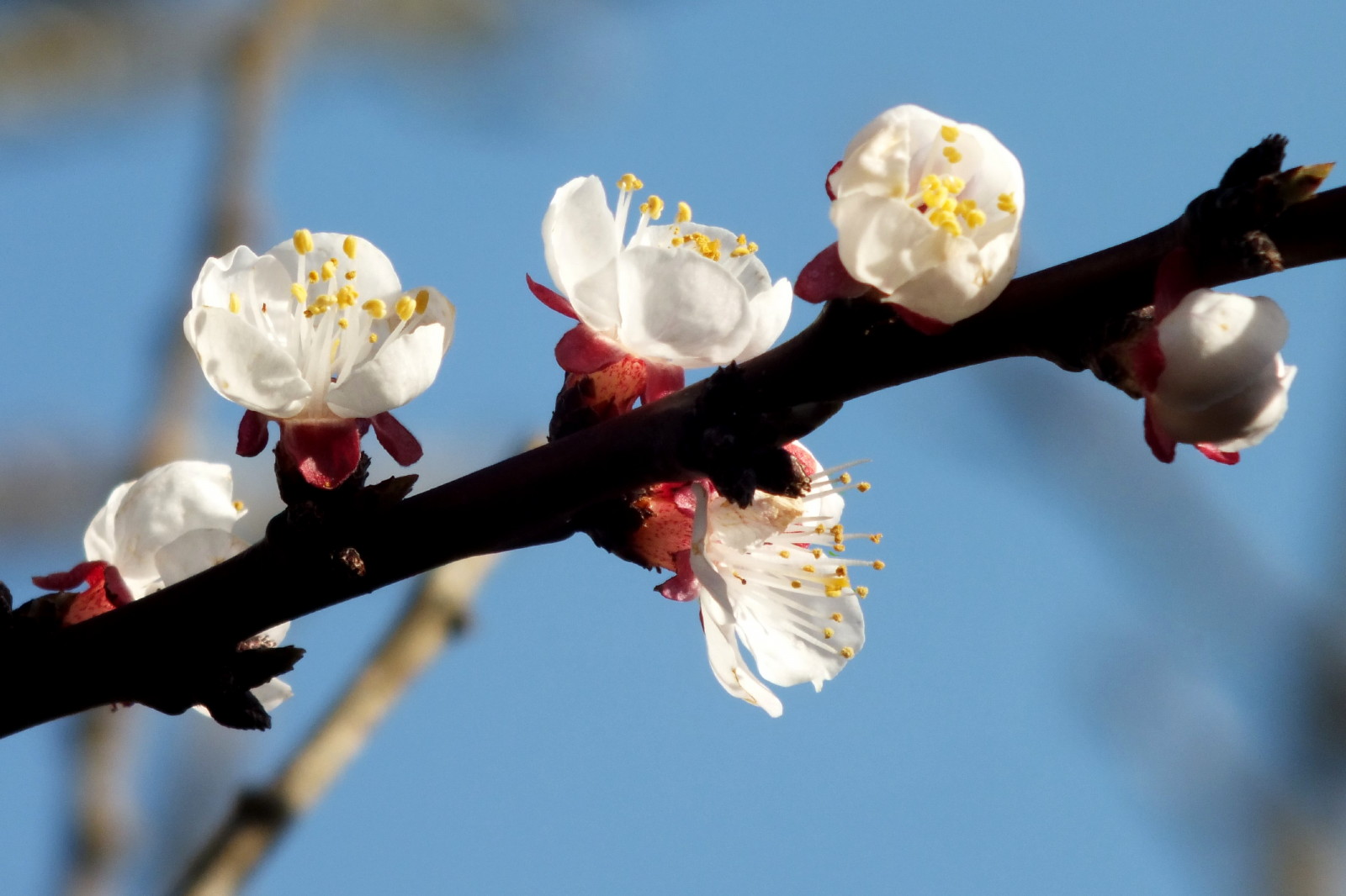 CT0350-Apricot1.JPG