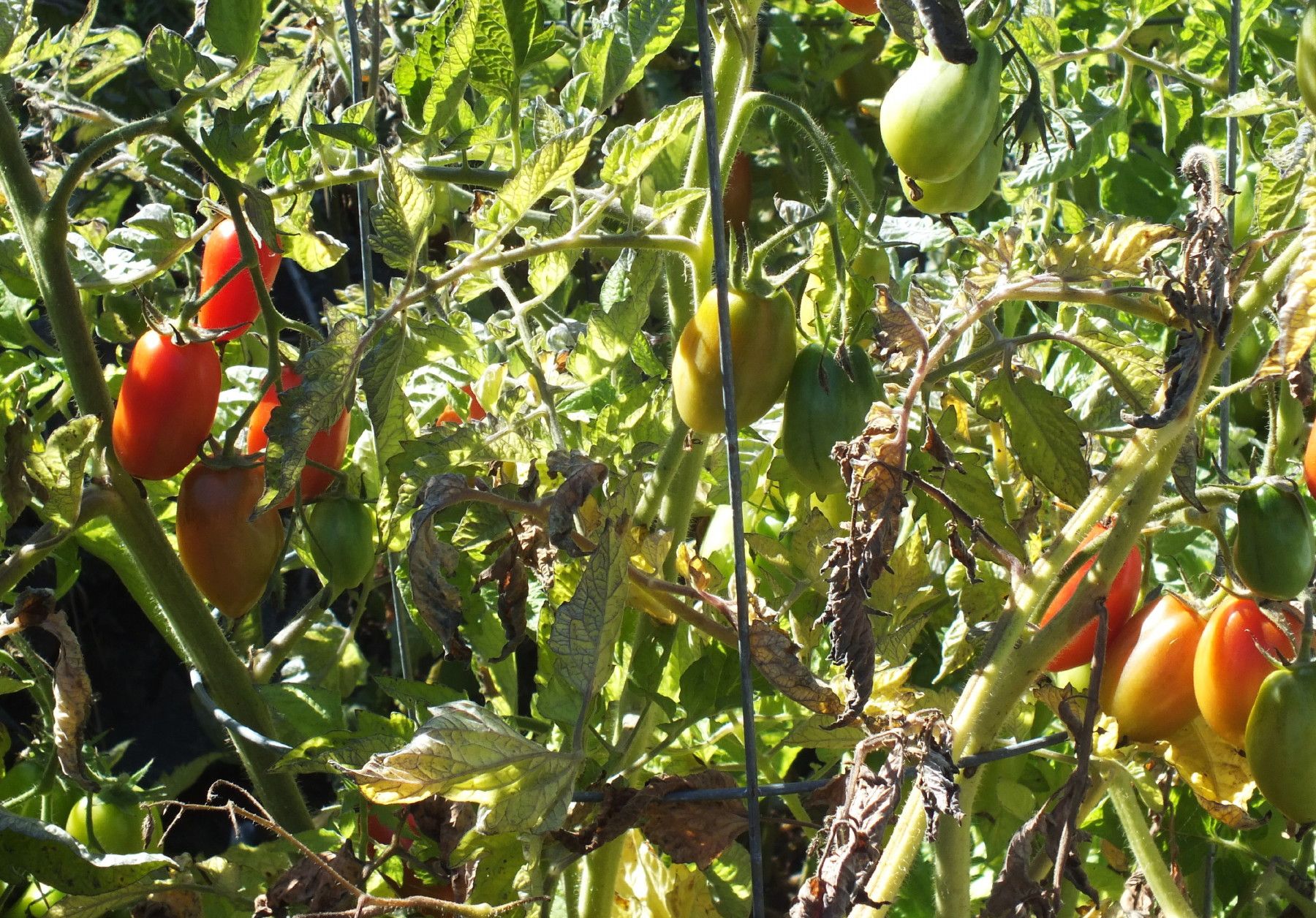 CT0356-Tomatoes.jpg