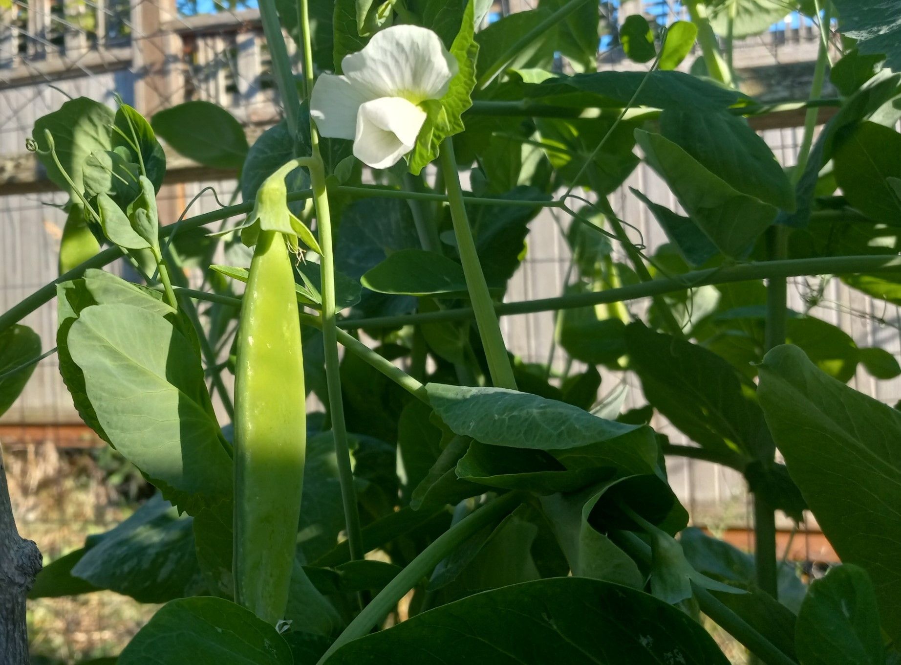 CT0356-SnowPeas.jpg