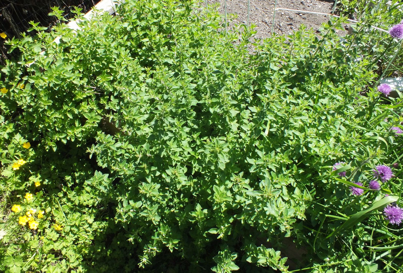 CT0353-Oregano.jpg