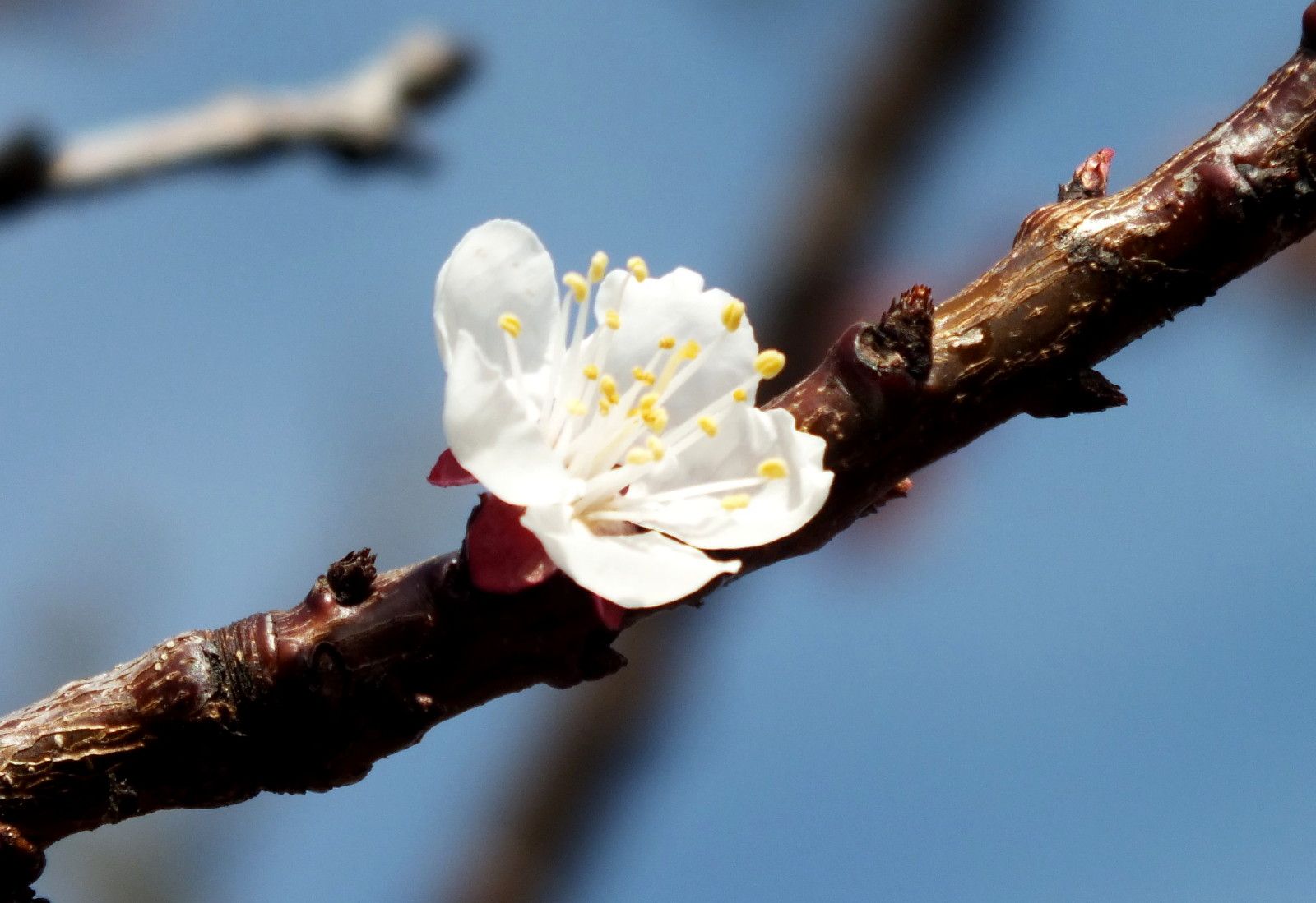 CT0352-Apricot.jpg