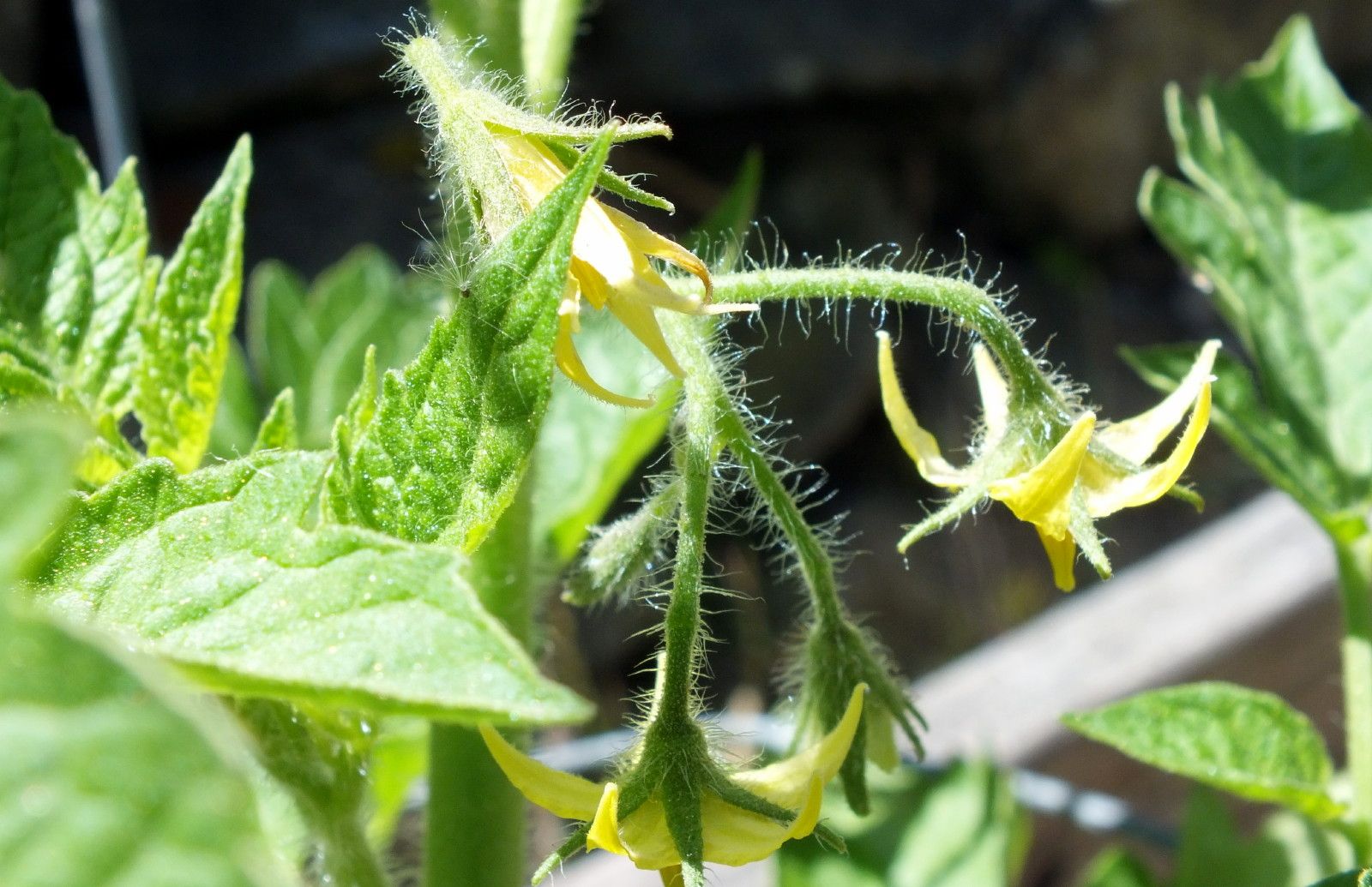 CT0353-Tomatoes.jpg