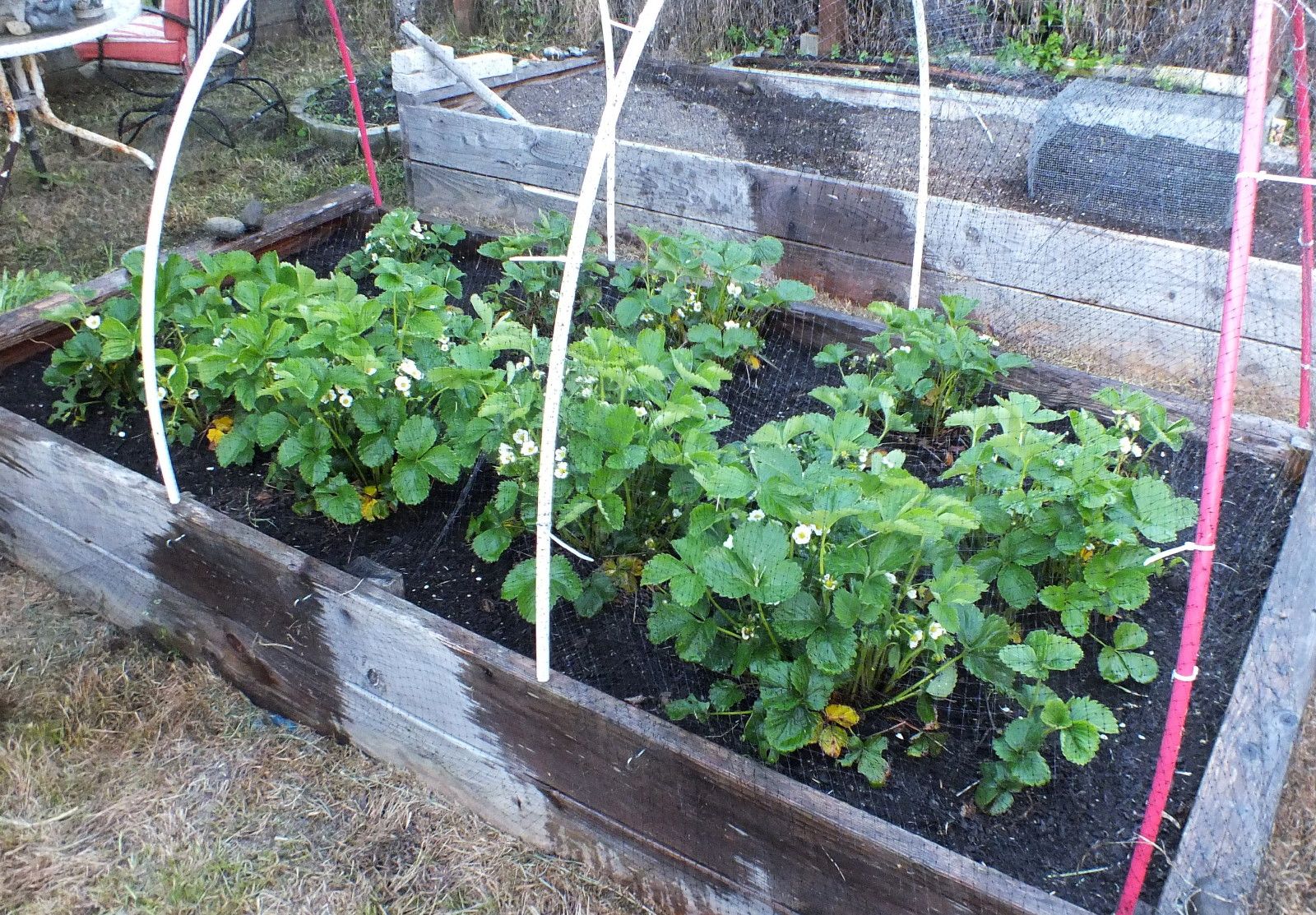 CT0356-Strawberries2.jpg