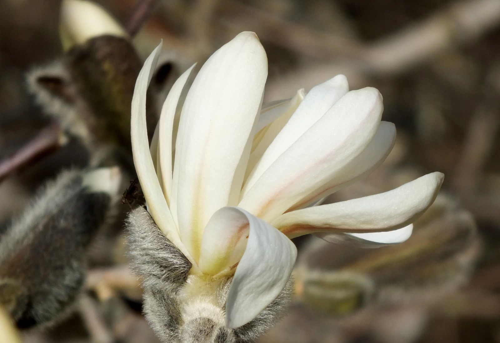 CT0350-Magnolia.JPG