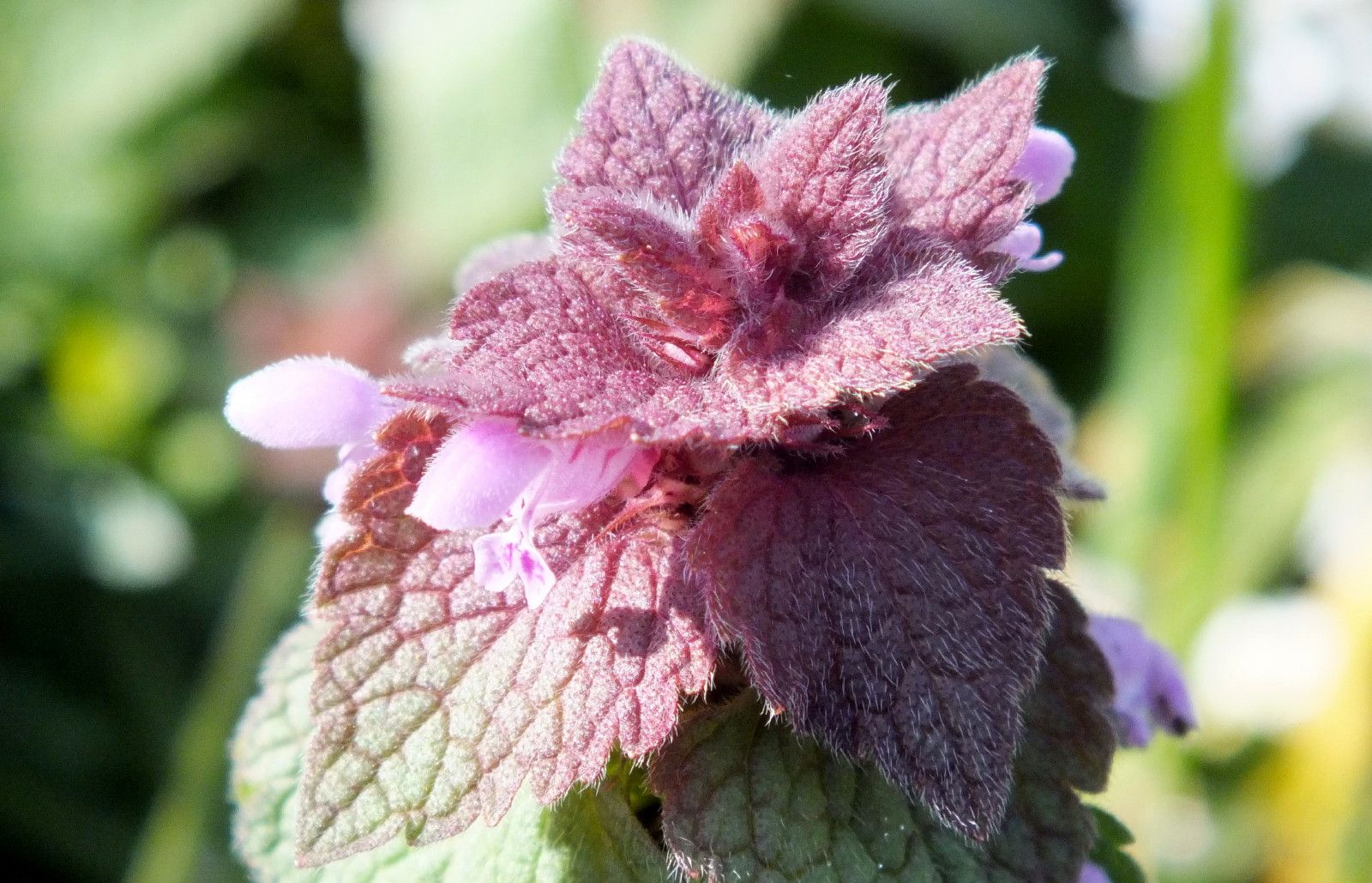 CT0350-Deadnettle.JPG