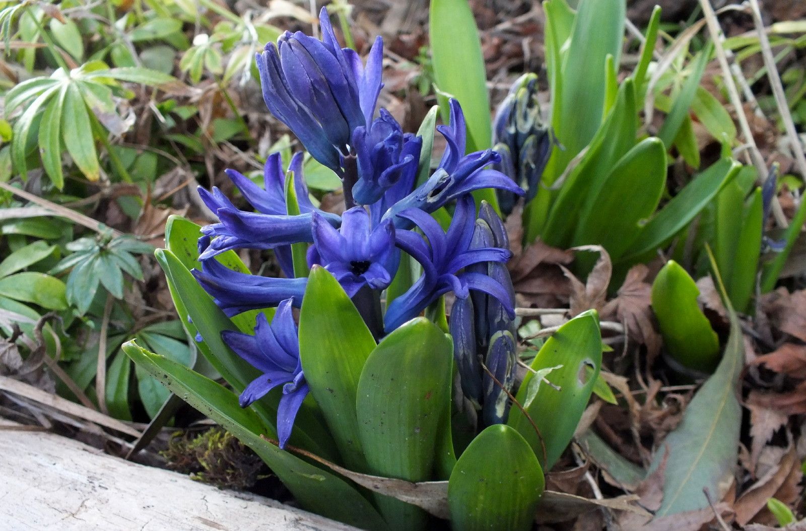 CT0350-Hyacinth1.JPG