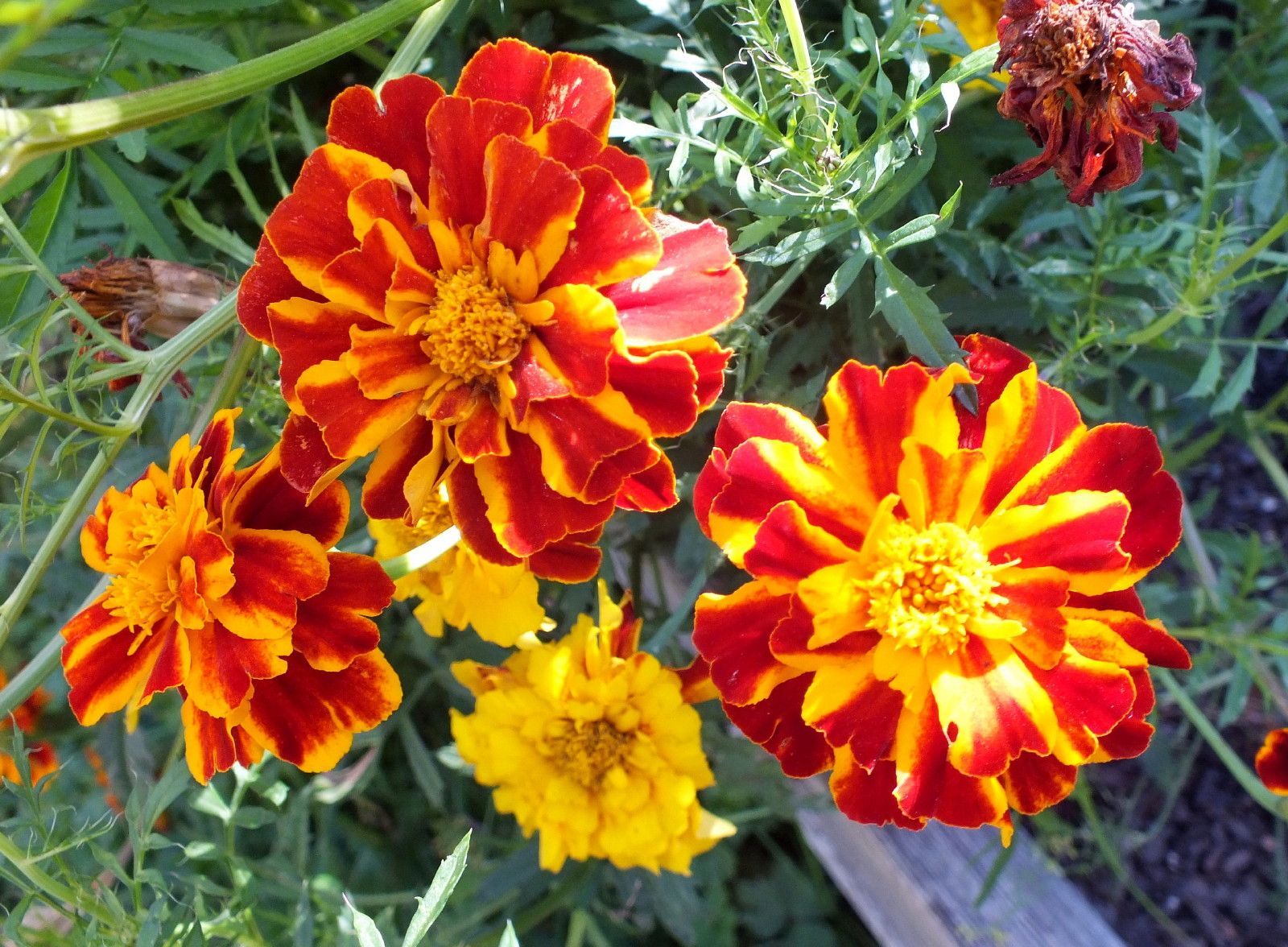 CT0356-Tagetes.jpg