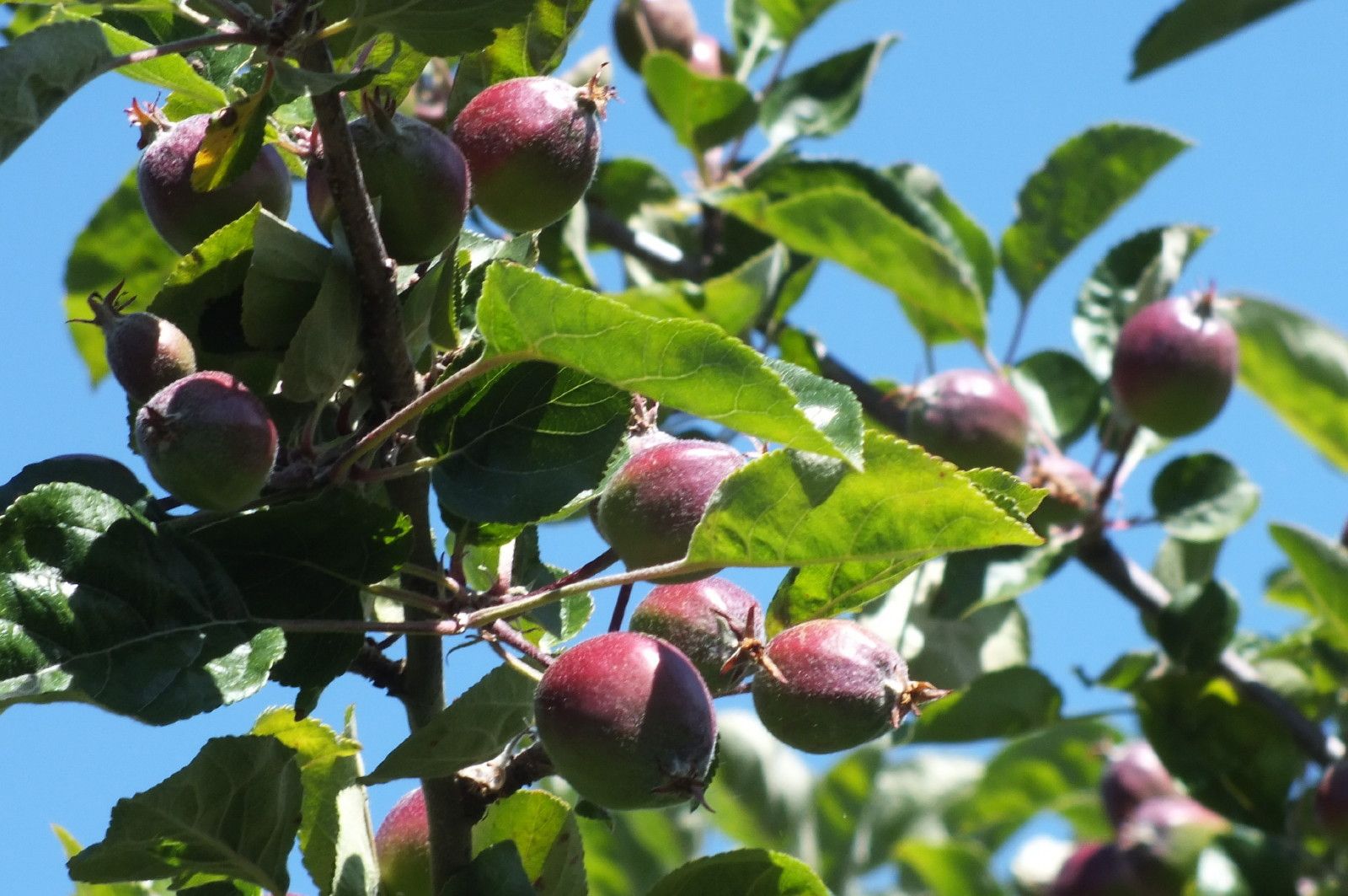 CT0353-Apples.jpg