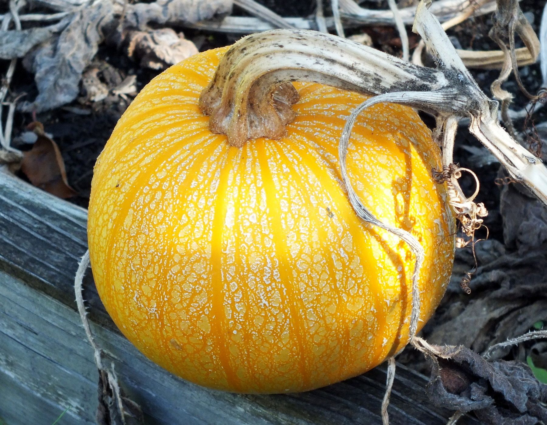 CT0356-Pumpkin.jpg