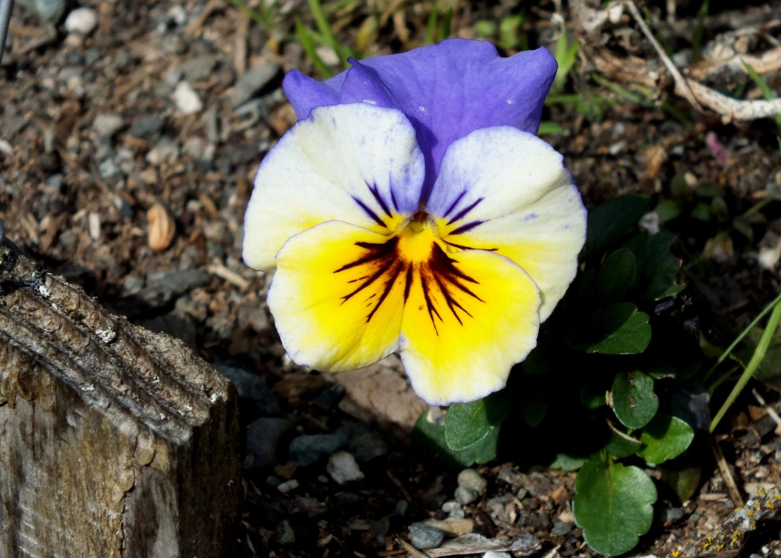 CT0352-Pansy.jpg