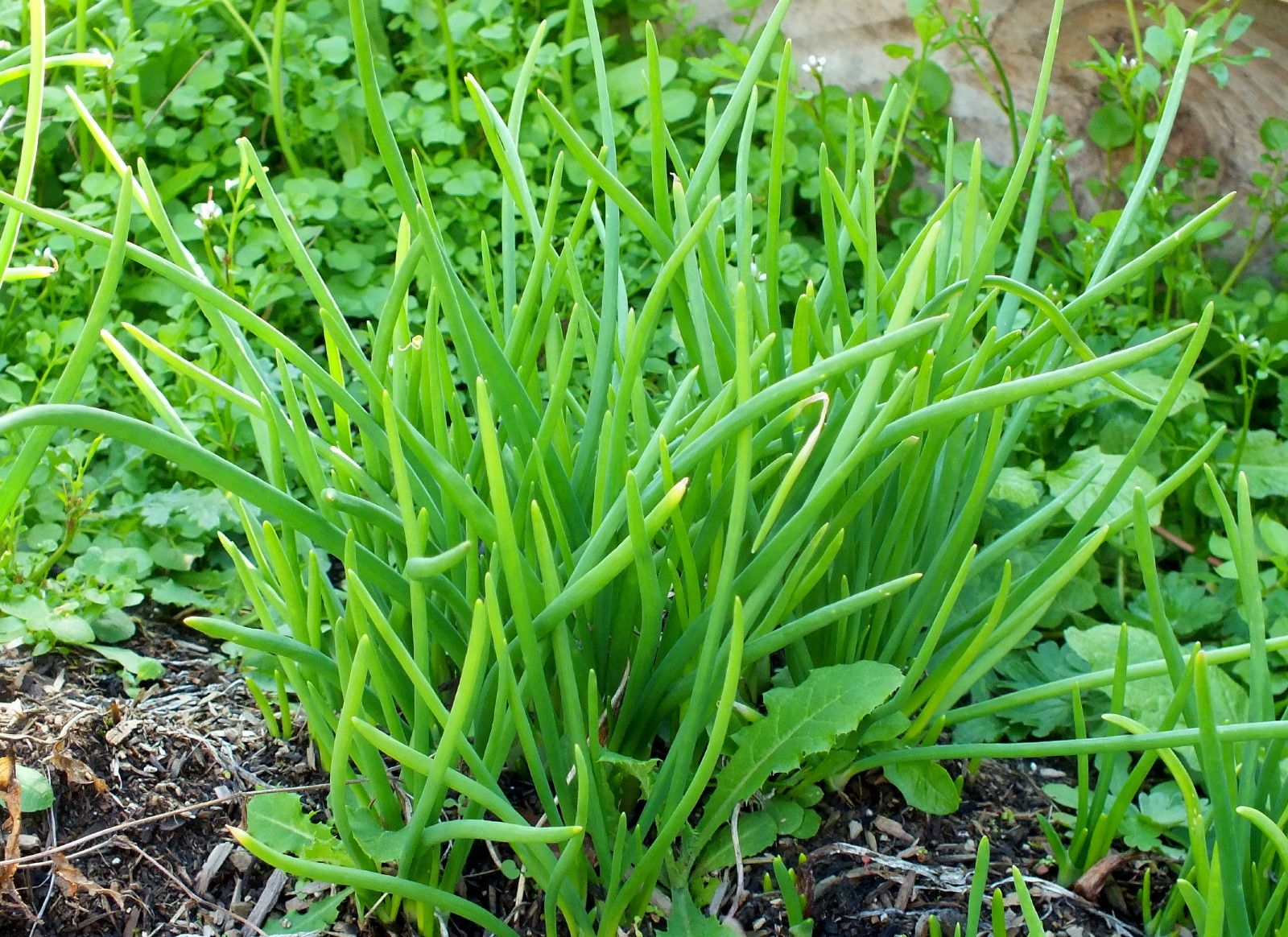 CT0350-Shallots.JPG