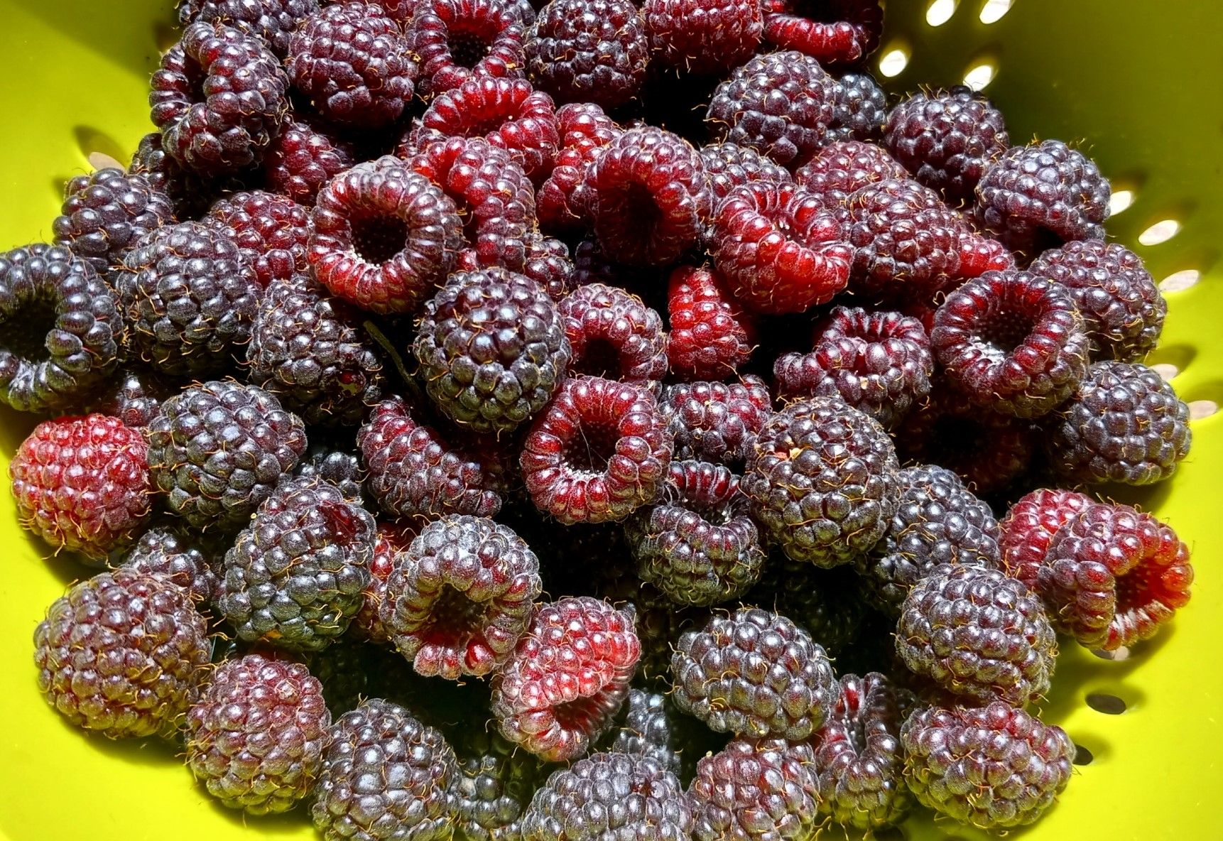 CT0356-Raspberries.jpg