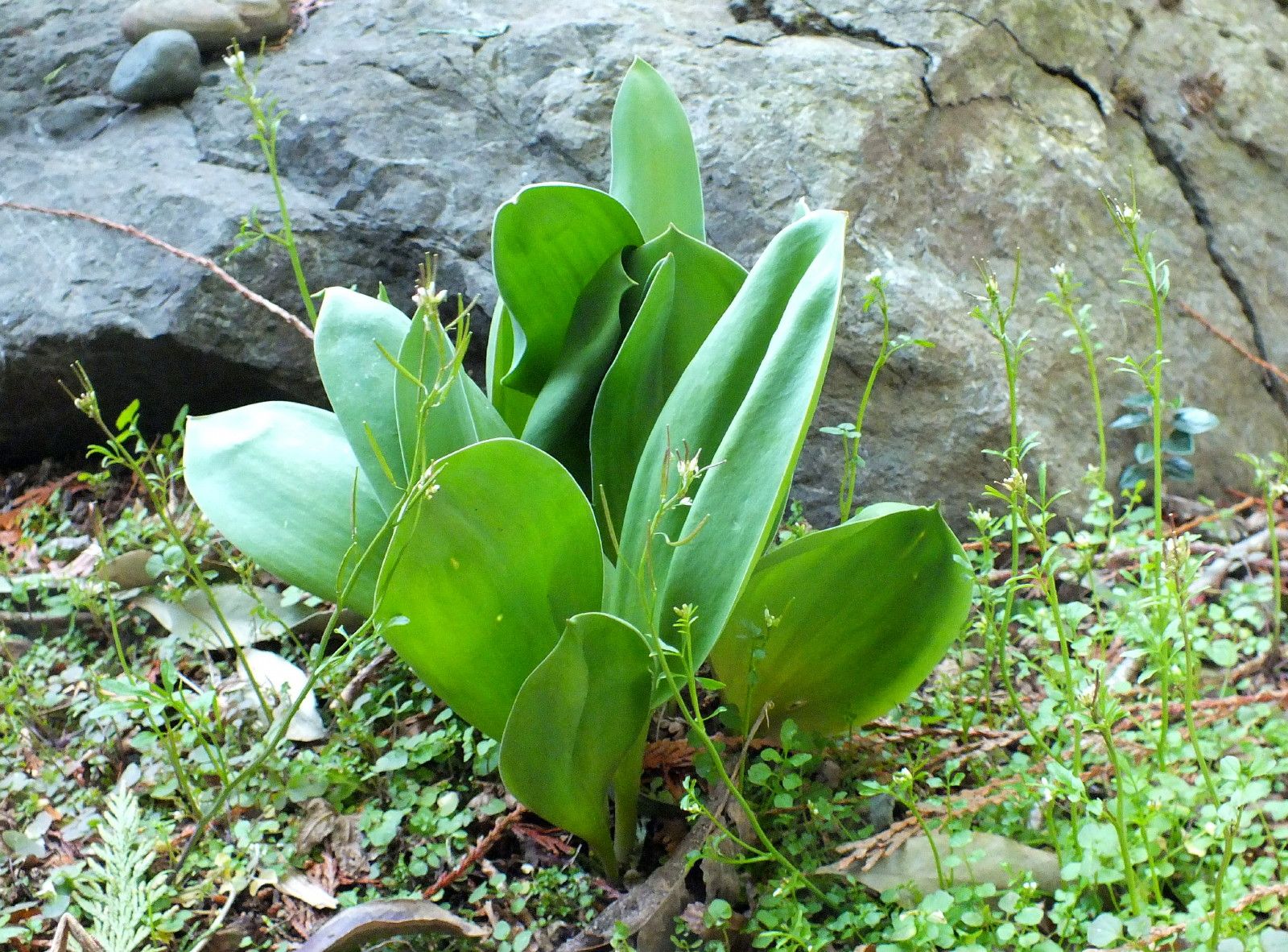 CT0350-Tulips.JPG