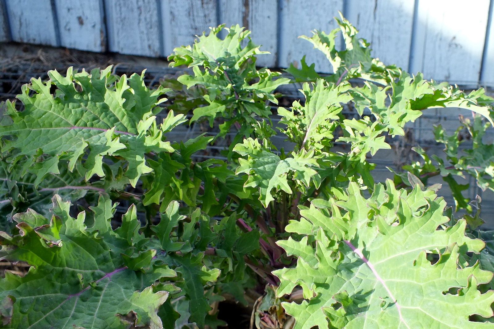 CT0350-Kale.JPG