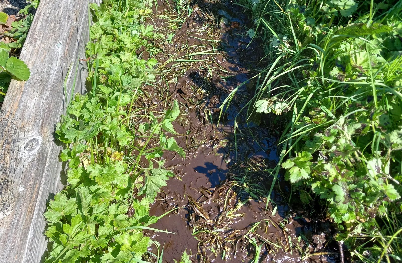 CT0354-MudPies2.jpg