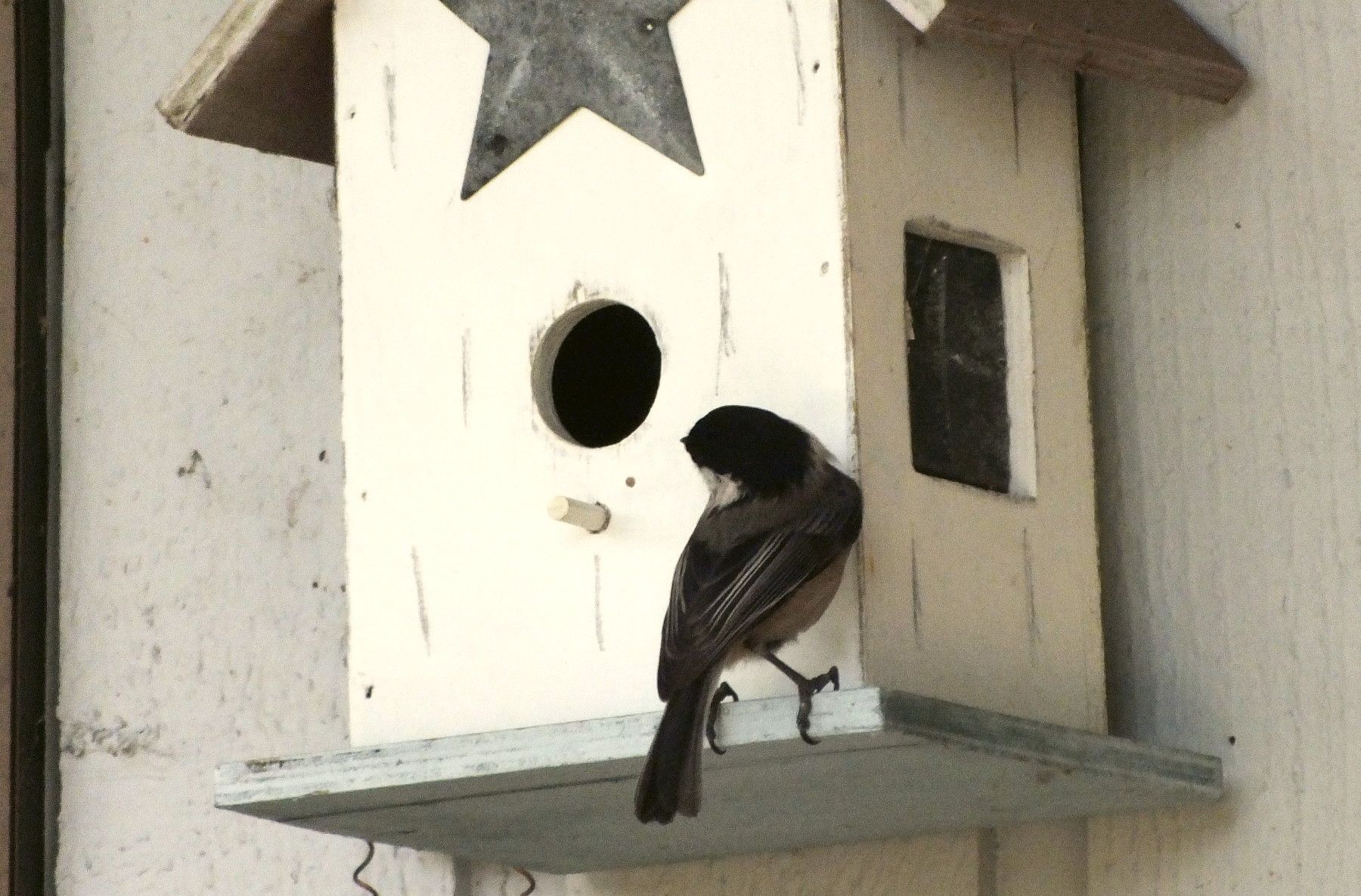 CT0355-Chicadee2.jpg