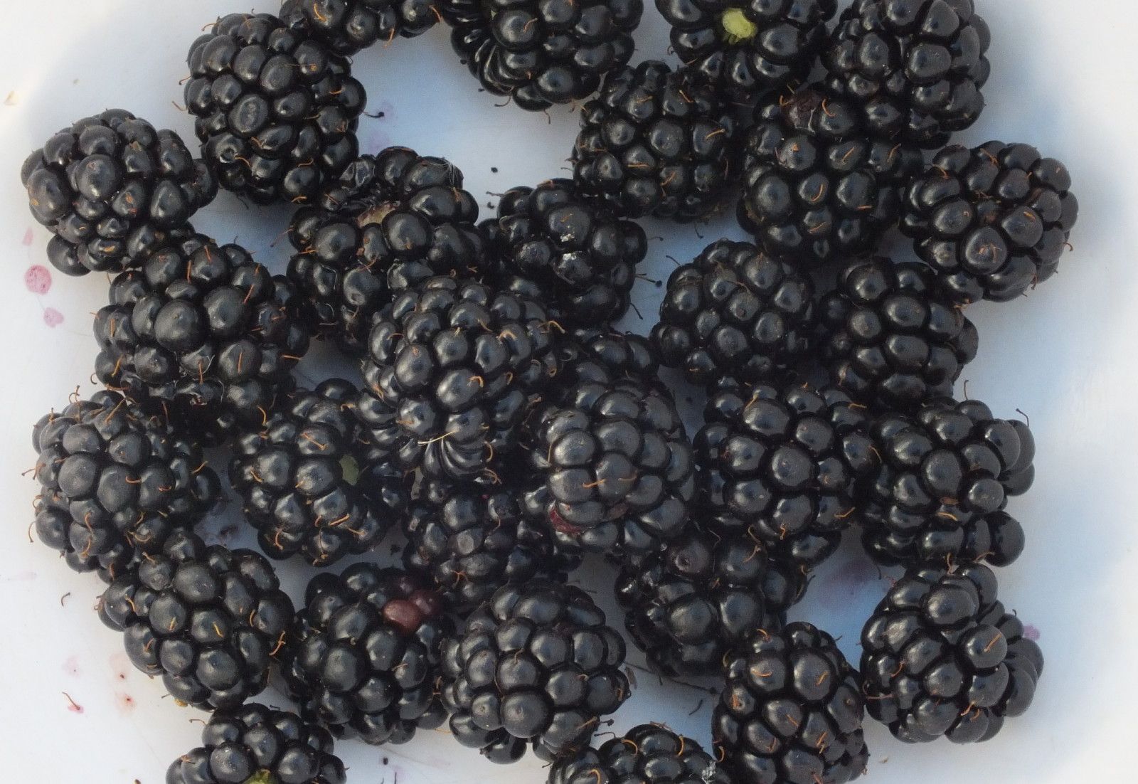 CT0356-Blackberries.jpg