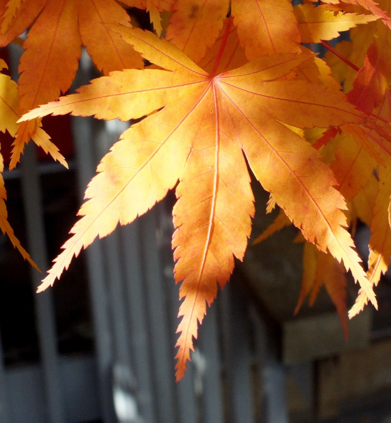 Maple leaf