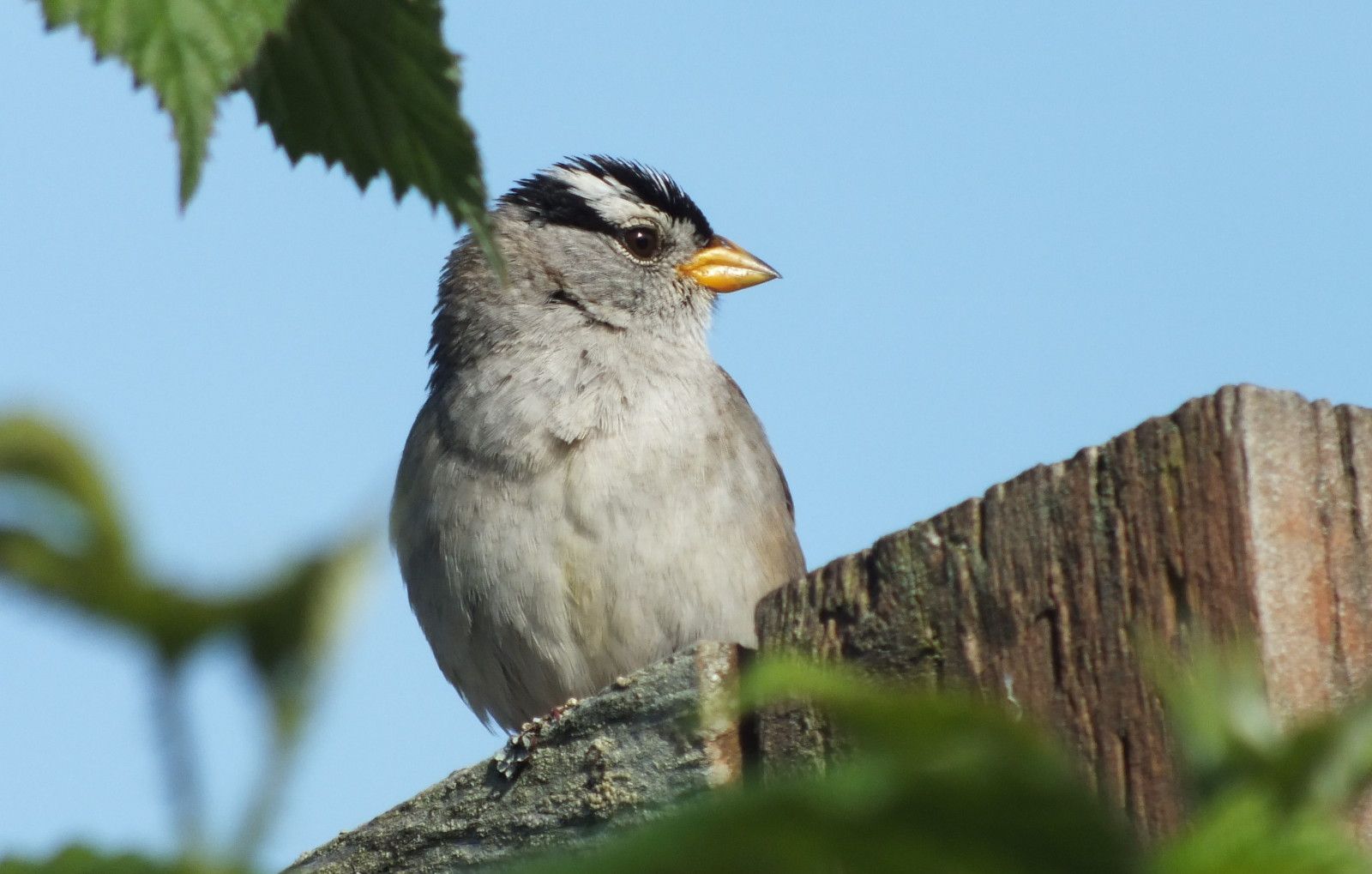 CT0330-Sparrow.JPG