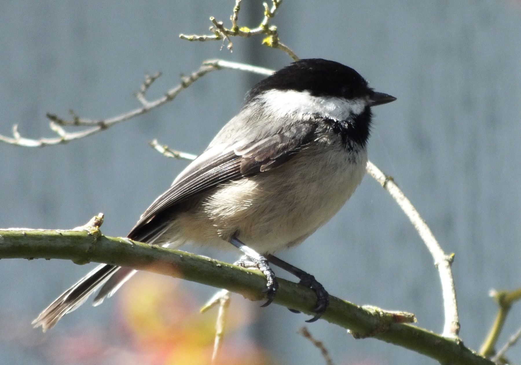 CT0355-Chicadee6.jpg