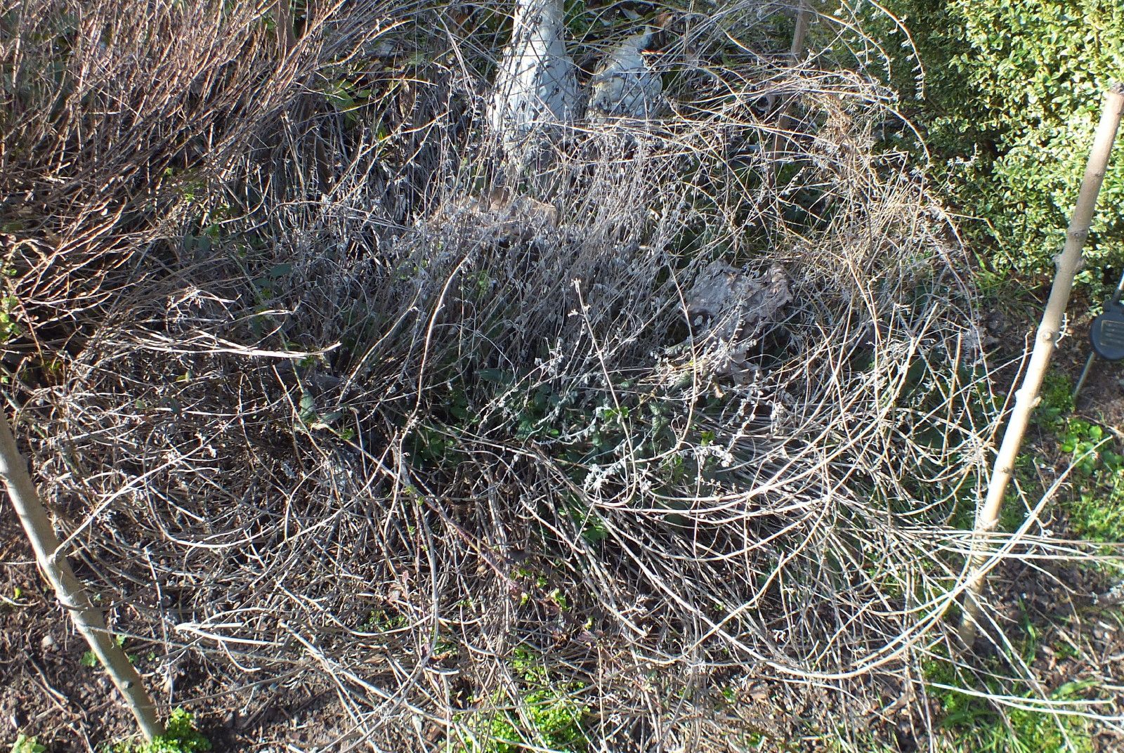CT0350-Catmint1.JPG